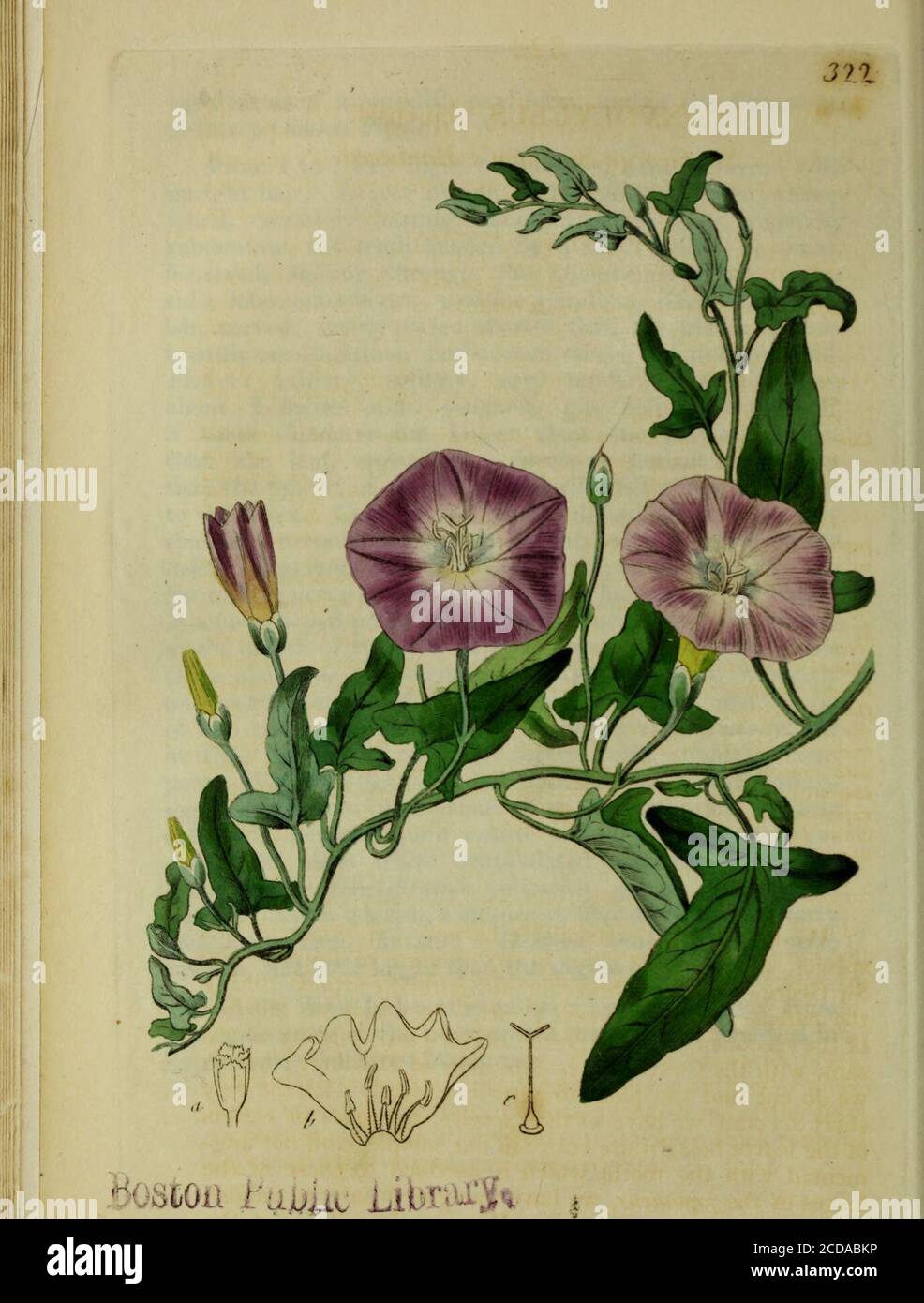 The Botanical register consisting of coloured figures of . derneath,  withthe middle nerve cariiiately prominent hairy and terminatingin a  hornshaped point. Petals very tender, all white, placedat the mouth of the