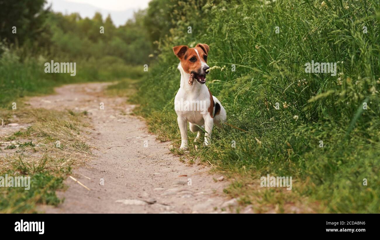 Small Jack Russell terrier standing on dusty road grass meadow on both sides, wood stick in her mouth Stock Photo