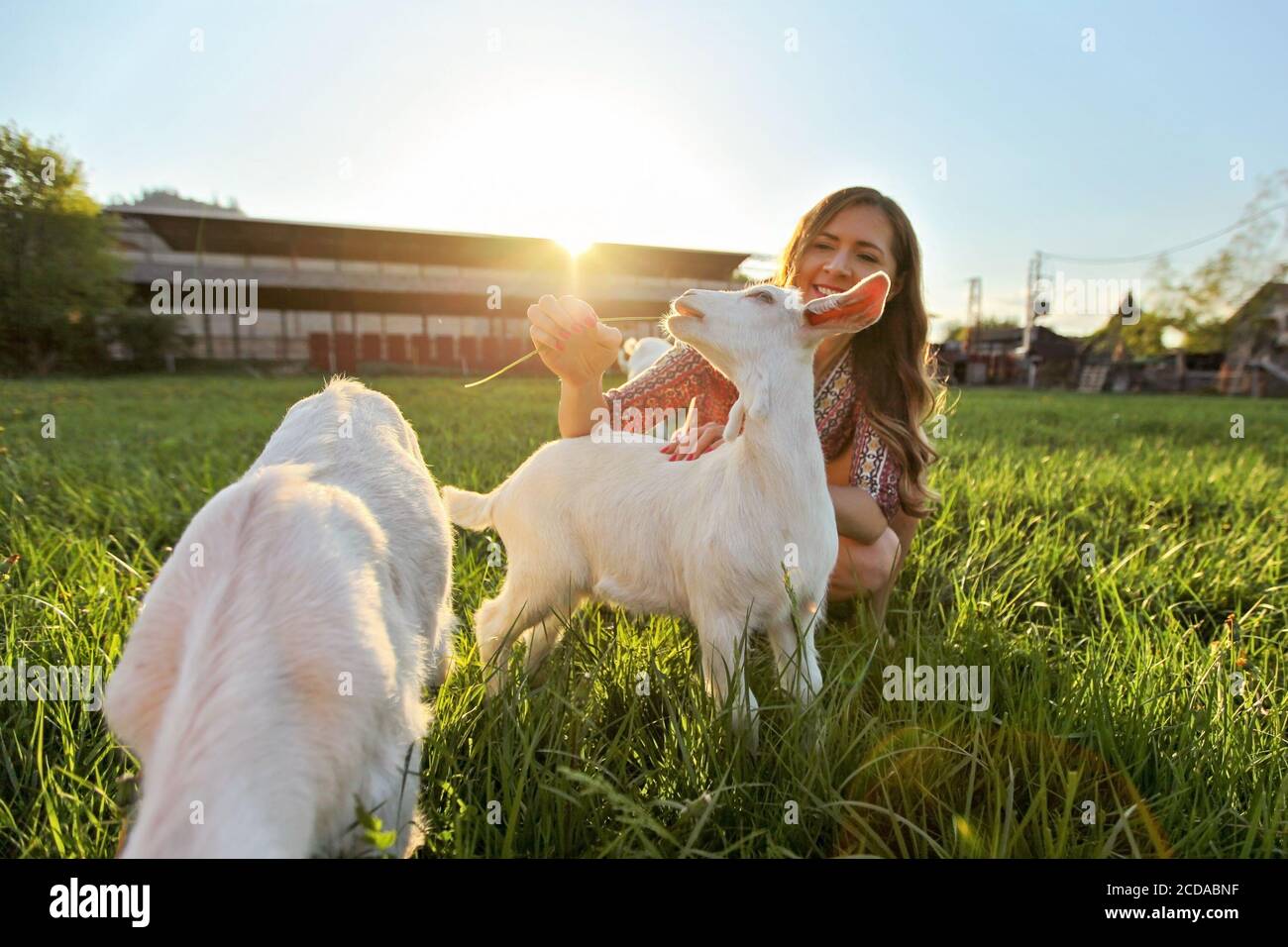Young woman feeding grass to goat kids, smiling, wide angle photo with strong backlight and sun over farm in background Stock Photo