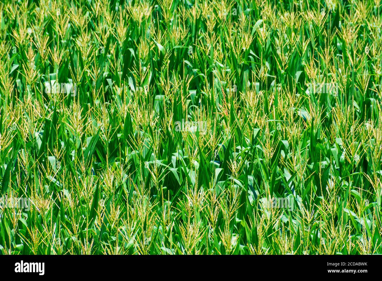 Field of corn hi-res stock photography and images - Alamy