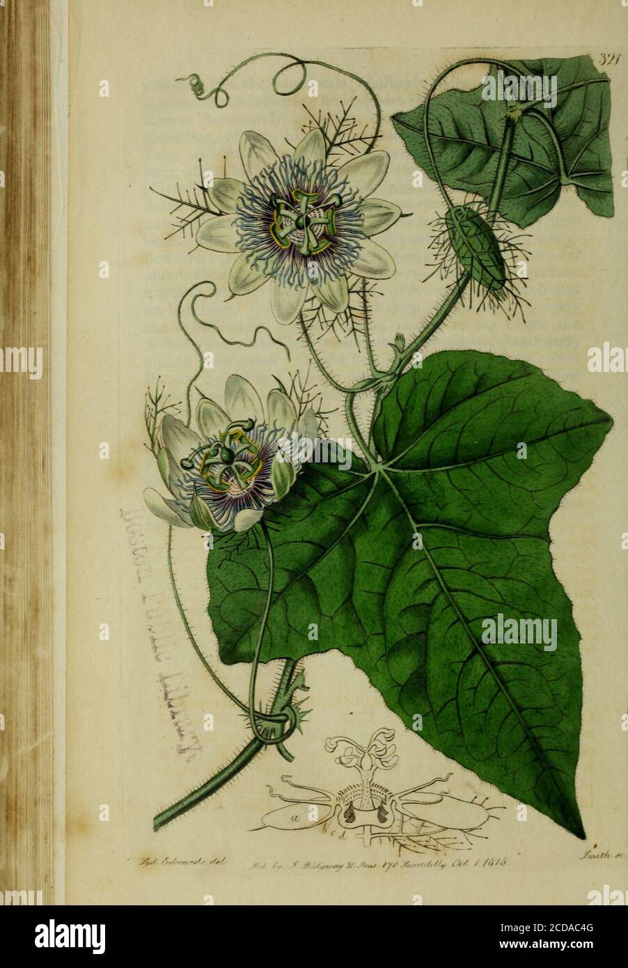 . The Botanical register consisting of coloured figures of . x at the under, con-nately sheathing at the base. Inflorescence compactly um-belled, terminal, subsessile: umbels contiguously twin, many-flowered ; peduncles exceedingly short, bracteate ; hractesabout three, close-pressed, foliaceous, linearly lanceolate,unequal, shorter than the calyx ; flowers about an inch andan half long. Calyx | of an inch deep, herbaceous, converg-ing cylindrically, narrow, thick, parted to far below themiddle; segments linearly lanceolate, acuminate,glandularlyciliate, subviscous. Corolla narrowly hypocrater Stock Photo