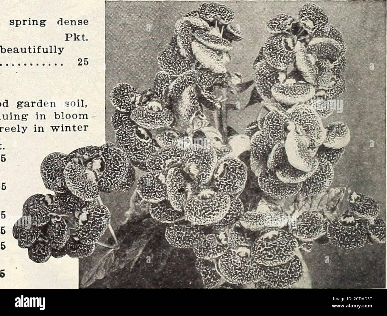 . Farm and garden annual : spring 1913 . t-shaped flowers. Sow in September. T. P. Pkt. Hybrlda Superba—Saved from the finest formed and most beautifullymarked varieties 25 CALENDULA—Cape Marigold. Showy, free-flowering hardy annuals, growing in any good garden soil,producing a fine effect in beds or mixed borders, and continuing in bloomuntil killed by frost; valuable also for pot culture, blooming freely in winterand early spring. 1 foot. pkt Officinalis Le Proust—Double; nankeen, edged with brown. 6Officinalis Meteor—Fine for pot culture, bearing yellow flowers striped with bright orange; p Stock Photo