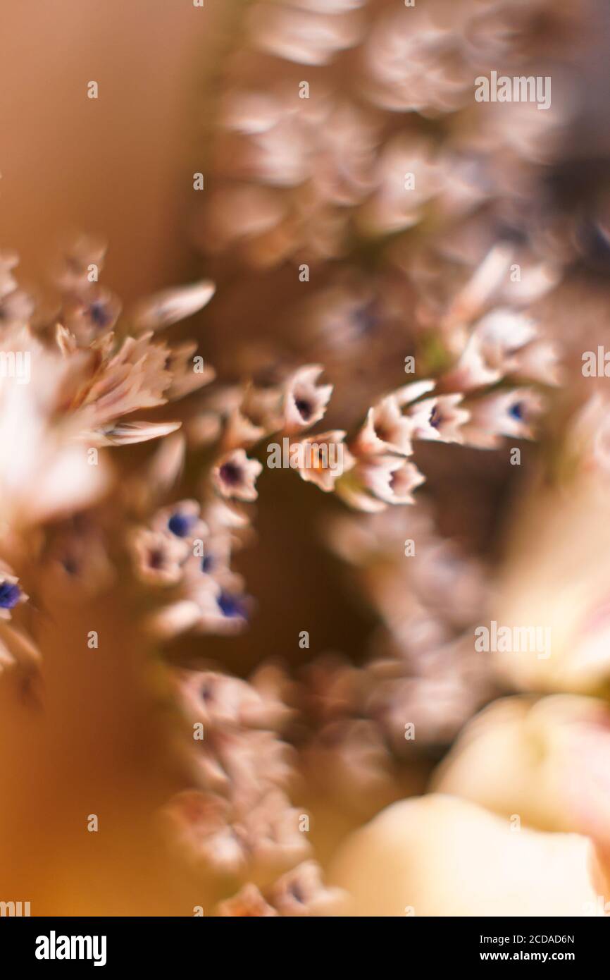 Blurred wallpaper for smartphone. Colorful blurred background with macro dry limonium flowers. Stock Photo