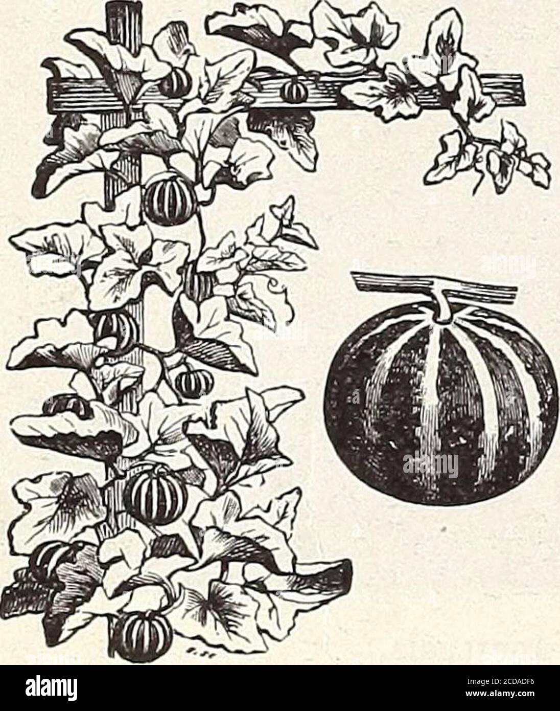 . Farm and garden annual : spring 1913 . BALSAM LADYS SLIPPER.. Pkt. Iberldifolia (Swan River Daisy)—A very pretty dwarf-growing plant, coveredall summer with a profusion of blue and white Cineraria-like blossoms, iys foot.H. H. A 5 BROWALLIA.Elata. Coerulea-—Large, sky-blue flowers -with a white center, iy2 feet. H. H. A.... 5Speciosa Major—A very profuse blooming plant growing freely in rich soil. Theblooms are large, of a rare ultramarine blue color. Excellent for hangingbaskets, and especially valuable as a pot plant for winter and spring flowering.. 10 BRYONOPSIS. Lacinosa—A beautiful cli Stock Photo