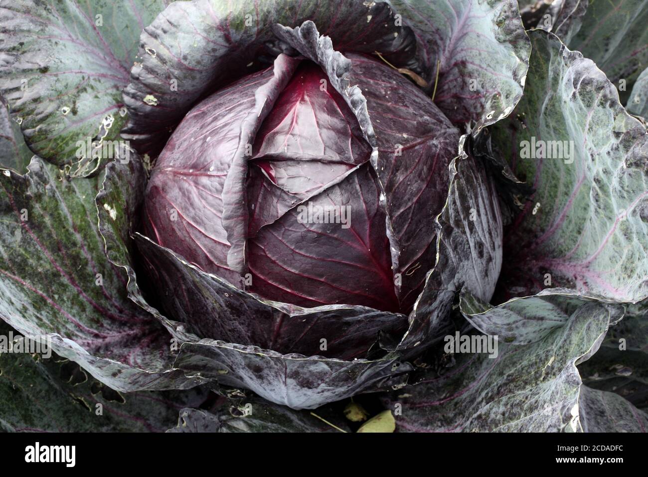 Red cabbage Brassica oleracea 'Redruth' background like kale vegetable grown for its fresh nutition food health benefits stock photo image Stock Photo