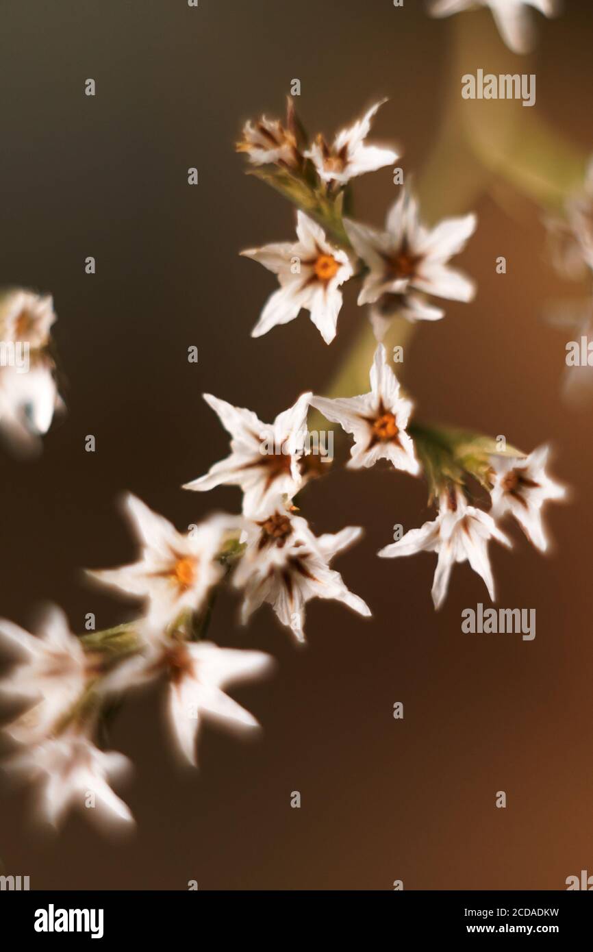 Colorful blurred background with macro dry limonium flowers. Defocused wallpaper for smartphone. Stock Photo