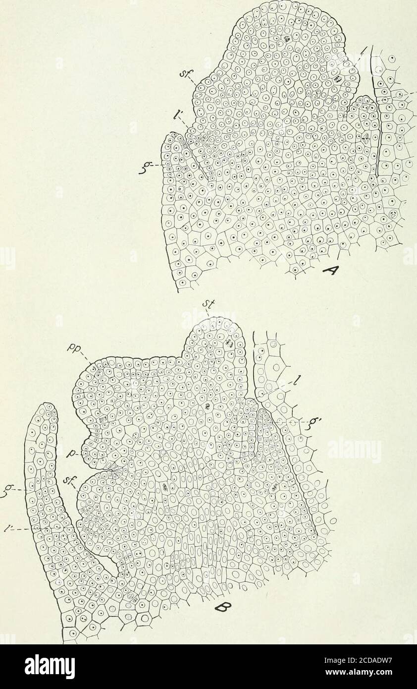 . Journal of agricultural research . Journal of Agricultural Research Vol. XVIII, No. 5 Pistillate Spikeletand Fertilization in Zea mays L. Plate 22. Vf Journal of Agricultural Research Vol. XVIII, No. PLATE 22 A.—Longitudinal section of the developing spikelet: g, lower empty glume; g,upper empty glume; 1, primordium of the lemma or flowering glume of the fertileflower; V, primordium of the lemma or flowering glume of the sterile flower; sf, primor-dium of the sterile flower. X 300. B.—Longitudinal section of the developing spikelet: g and g^, empty glumes; 1and V, lemmas or flowering glumes; Stock Photo