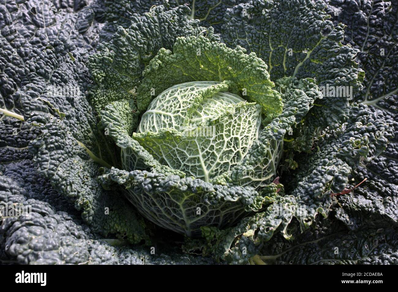 Green cabbage (Brassica oleracea) background like kale and spring