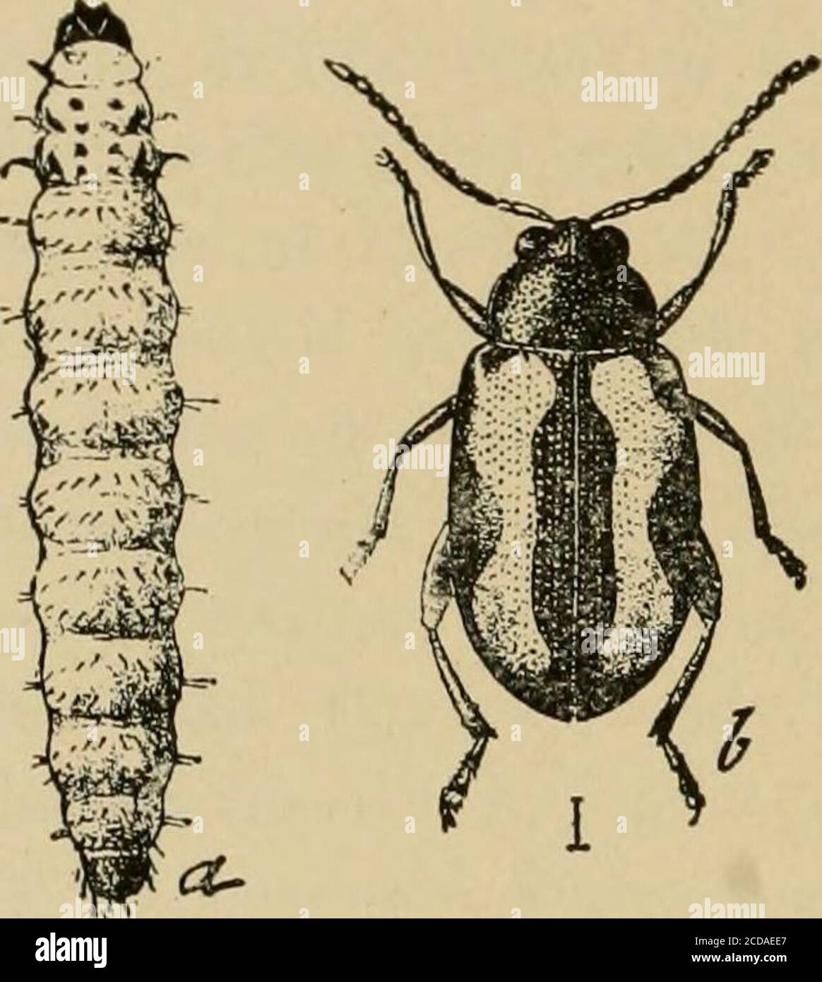 . Insect pests of farm, garden and orchard . virginicum), * Myzus persicoe Sulz. See footnote on page 658. t Family Chrysomelidce. Refer to pages 296, 335, for other flea-beetles.See. C. V. Riley. Report U. S. Commissioner Agr., for 1S&lt;S4, pp. 301-308.X Phyllotreta vittata Fab.§ Phyllotreta pusilla Horn.^ Phyllotreta sinuata Steph. {zimmermani Crotch.) 37G INSECT PESTS OF FARM, GARDEN AND ORCHARD and is most abuiulaut in the Middle; and Southern States. Thelife history has been fully described by Dr. Riley (I.e.). Control.—Where the plants are sprayed for the ea])bage wormswith Paris green Stock Photo