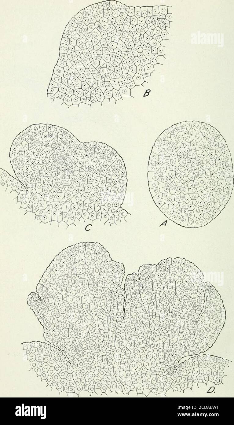 . Journal of agricultural research . ^?iiiiill^iiiiii Journal of Agricultural Research Vol. XVllI, No. 5 Pistillate Spikelet and Fertilization in Zea mays L. Plate 20. Journal of Agricultural Research Vol. XVlll, No. 5 PLATE 20 A.—Cross section of the tip of a very young cob. X 300. B.—Portion of a cross section of a young cob just back of the tip, showing the rudi-ment or primordium from which a pair of spikelets will develop. X 300. C.—Cross section of a rudiment at the beginning of its division into equal parts. X 300-D.—Cross section of a pair of spikelets in the process of development. X Stock Photo