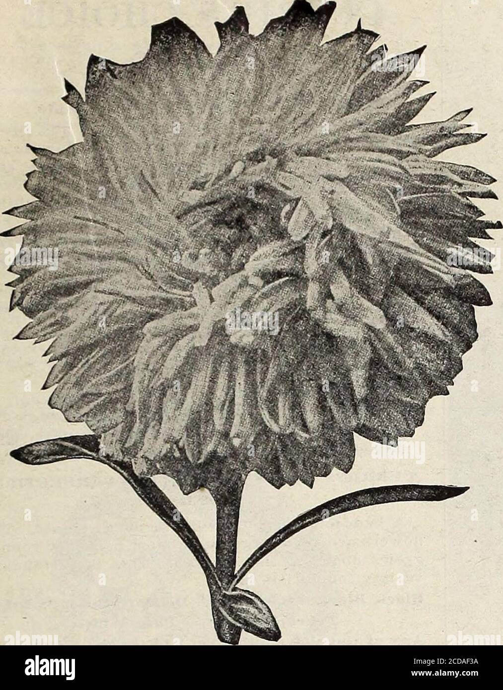 Farm And Garden Annual Spring 1913 Israa Jfubot List Op Choice Aster Seed For 1913 59 Semples Branching Semples Branching A Variety Flowering Late In The Season Of Strong1