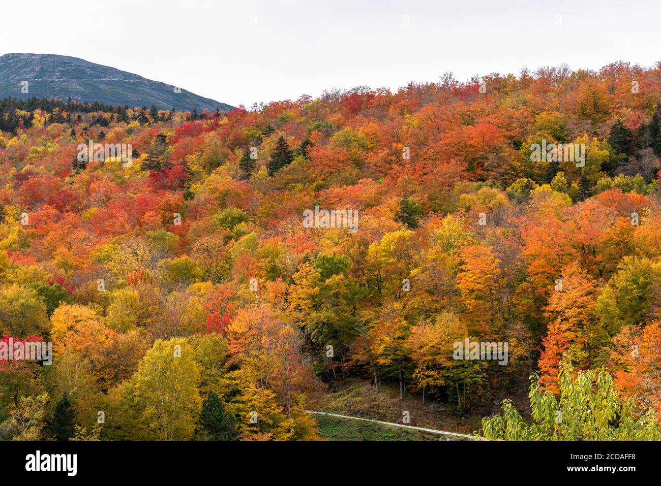 Hillside colourful deciduous forest at the peak of fall foliage on a cloudy autumn day Stock Photo
