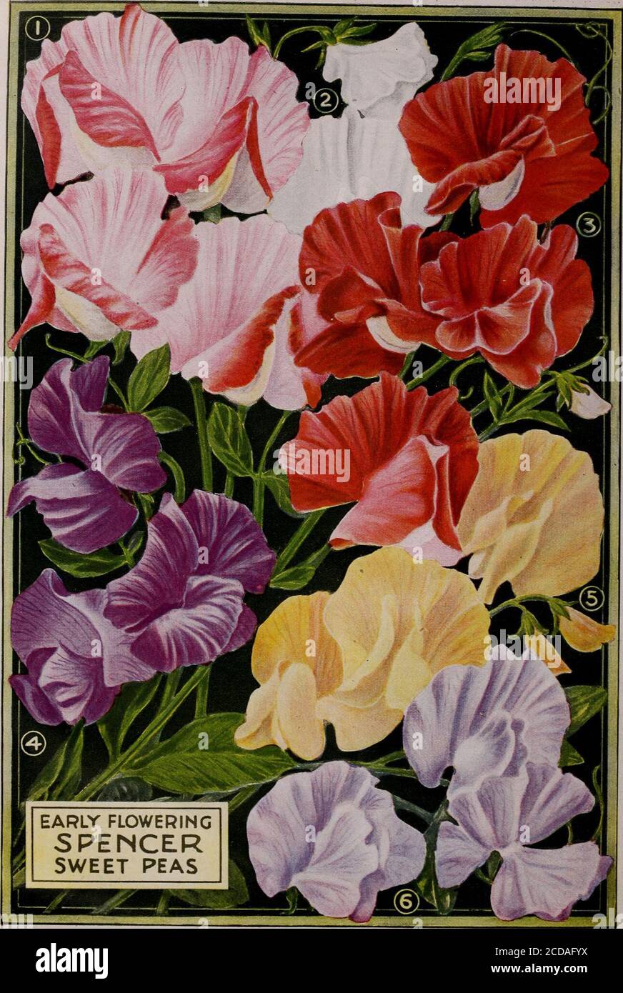 . Childs' spring 1922 : seeds that satisfy plants that please bulbs that bloom berries that bear . ive varieties of theAmerican Sweet Pea Society shown at San Francisco-Panama Exposition, and which was awarded the silvermedal of the National Sweet Pea Society of Gieat B .tain T+ includes such sorts as Fiery Cross, Roai fuipie, White and all the late sensational varieties. Pkt., 10c; oz., 25c; lb., S2.50 4 NEW SPENCER SWEET PEAS 506 Queen Mary-A wonderful noveWy from Austra-lia Several experts have pronounced this the^eijnn^t^Sweet Pea. Color white margined and suffusediv blue It has large dup Stock Photo