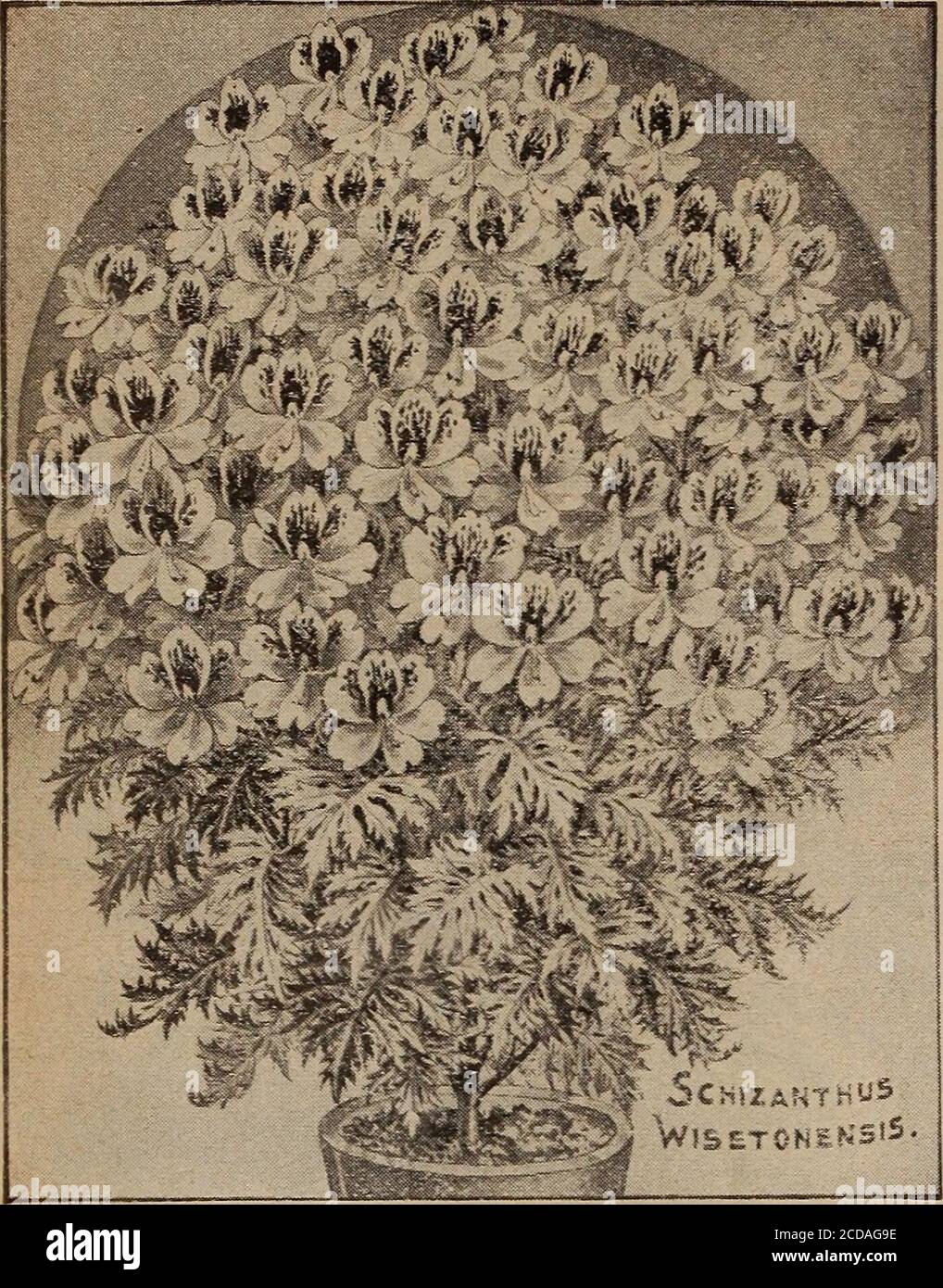 . Childs' spring 1922 : seeds that satisfy plants that please bulbs that bloom berries that bear . 48 JOHN LEWIS CHILDS, INC., FLORAL PARK, NEW YORK. SCHIZANTHUS, Wisetonensis Hybrids Like Beautiful Orchids, Foliage Like Fern Fronds This new Fern-leaved annual has proved to be mostnovel and beautiful. Plants grow freely and the flowersappear in panicles and resemble some species of Orchids.Each flower looks like a beautiful butterfly with spread-ing- wings of delicate and varied color. Best of all, itis easily grown from seed, commencing to bloom inabout two months from the time of sowing. As Stock Photo