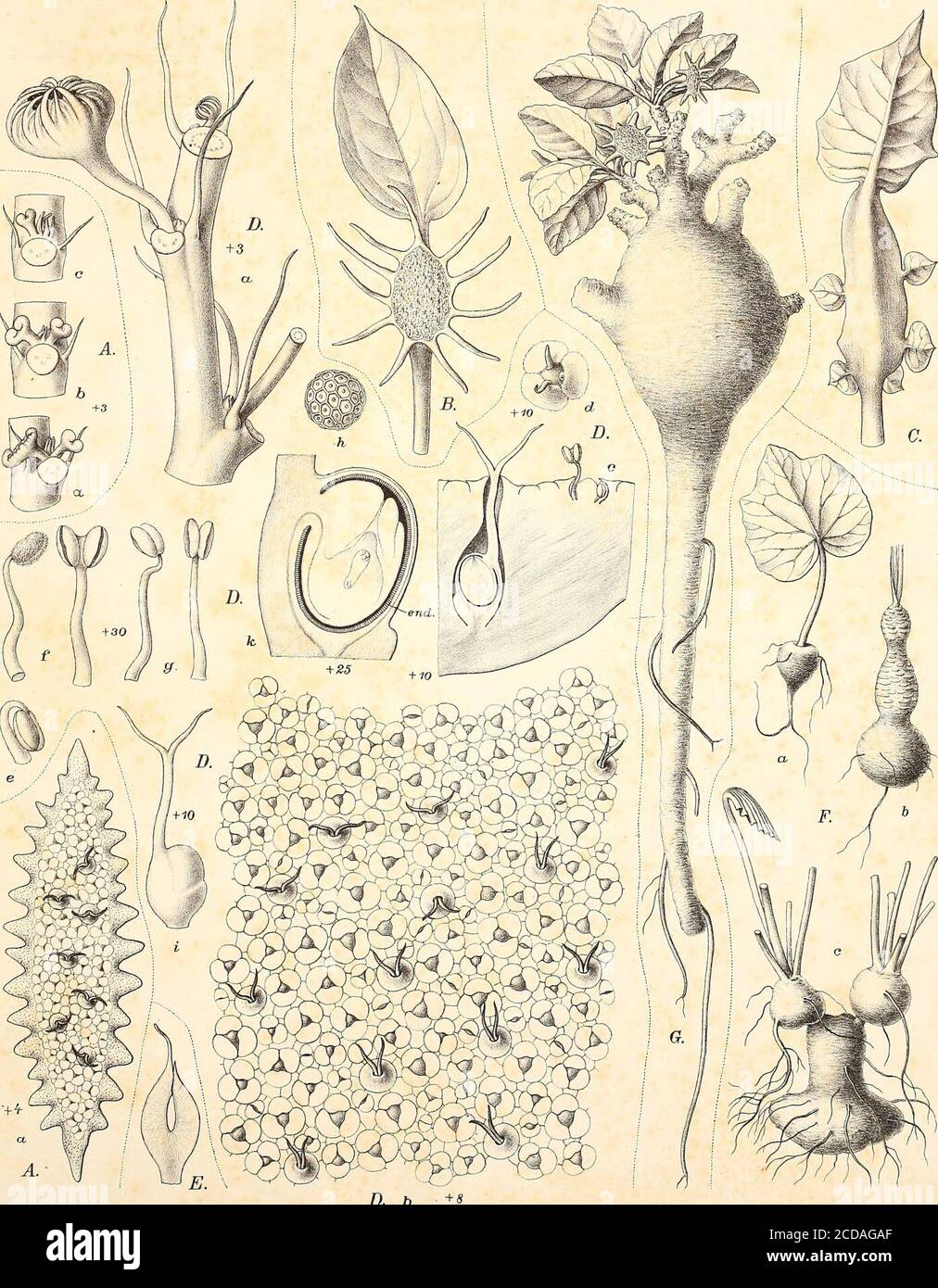 . Monographieen afrikanischer Pflanzen-Familien und -Gattungen . reus P. Beauv. 37, 38, 39 Fig. 3, 45, Taf. XVI. M. cuneifolius Engl. 37, 40, Taf. XVII D. M. gracilis Engl. 37, 39, Taf. XVII B. M. Holstii Engl. 37, 41, Taf. XVII E. M. Preussii Engl. 37, 40, Taf. XVII A. M. serratus (Trec.) Benth. et Hook. f. 3 40, 45, Taf. XVII C. Myriopeltis edulis Welw. 32.Nothodorstenia Engl. 10, 12, 47, 48.Pseudotreculia Baill. 31, 33, 45. 46, Scypkosyce Baill. 2, 30 S. Manniana Baill. 30. S. Zenkeri Engl. 31, Taf. X 18. 48. Treculia Decne. 2, 31, 45,T. acuminata Baill. 32, 34.T. africana Decne. 31, 32, 45 Stock Photo