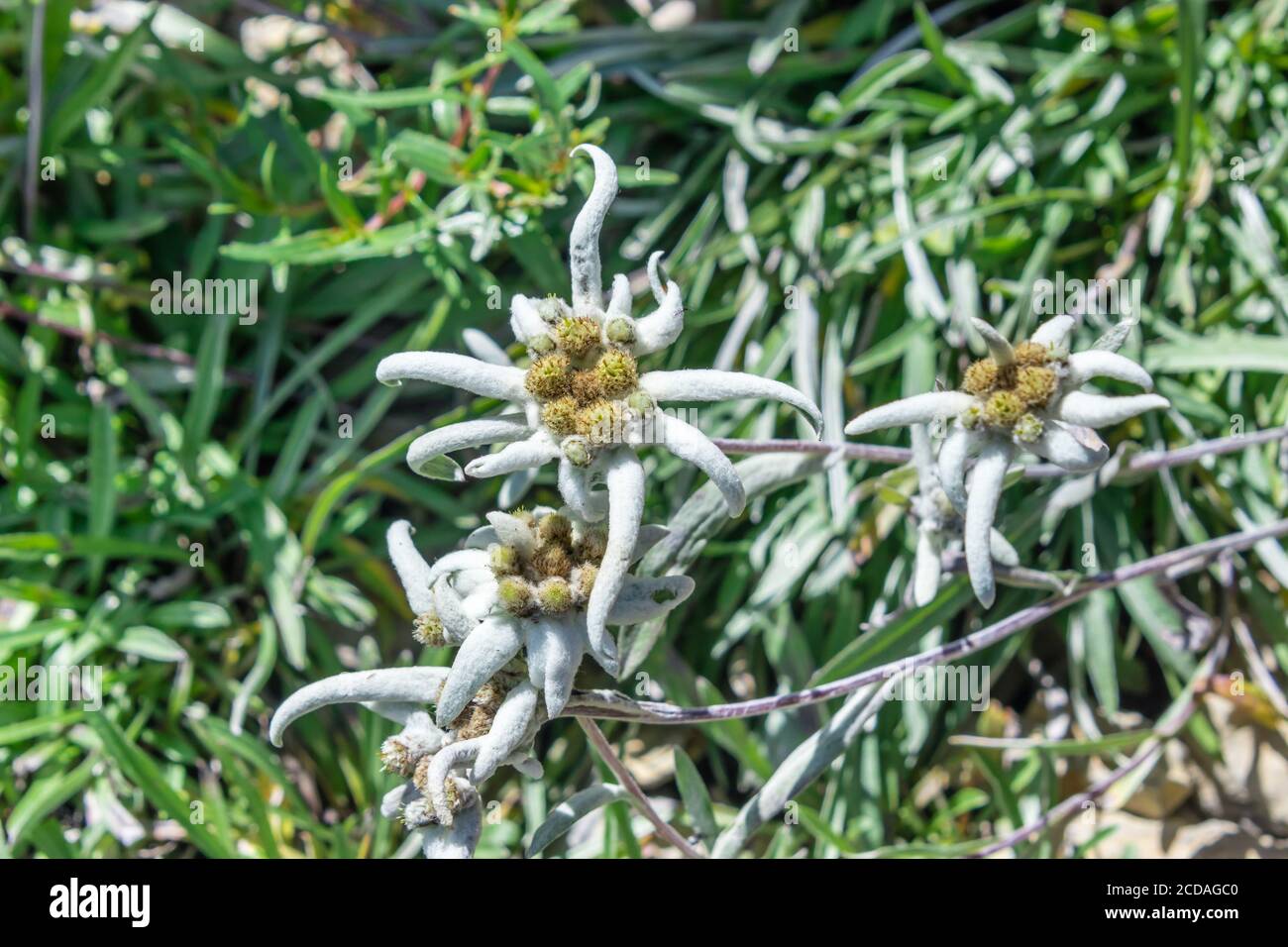 Leontopodium nivale flower, commonly called edelweiss from alps Stock Photo