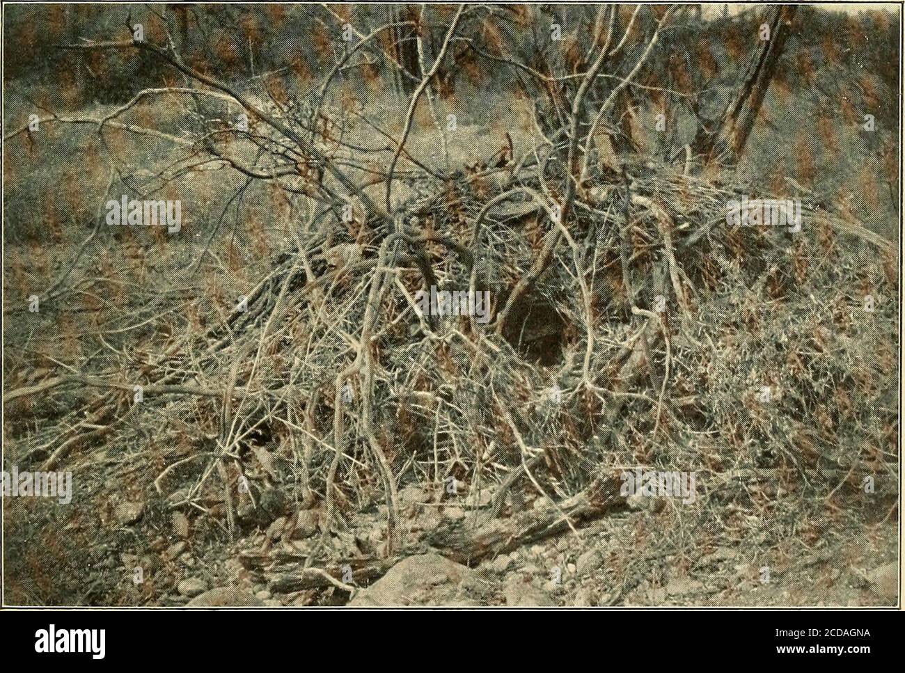 Pack rat nest hi-res stock photography and images - Alamy