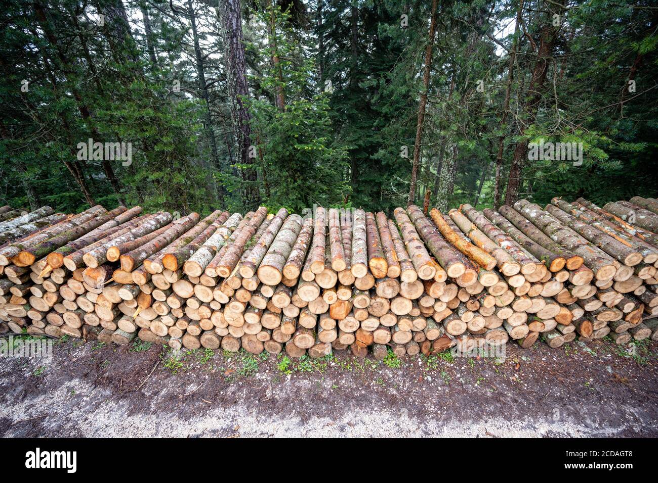A big pile of wood in a forest road Stock Photo