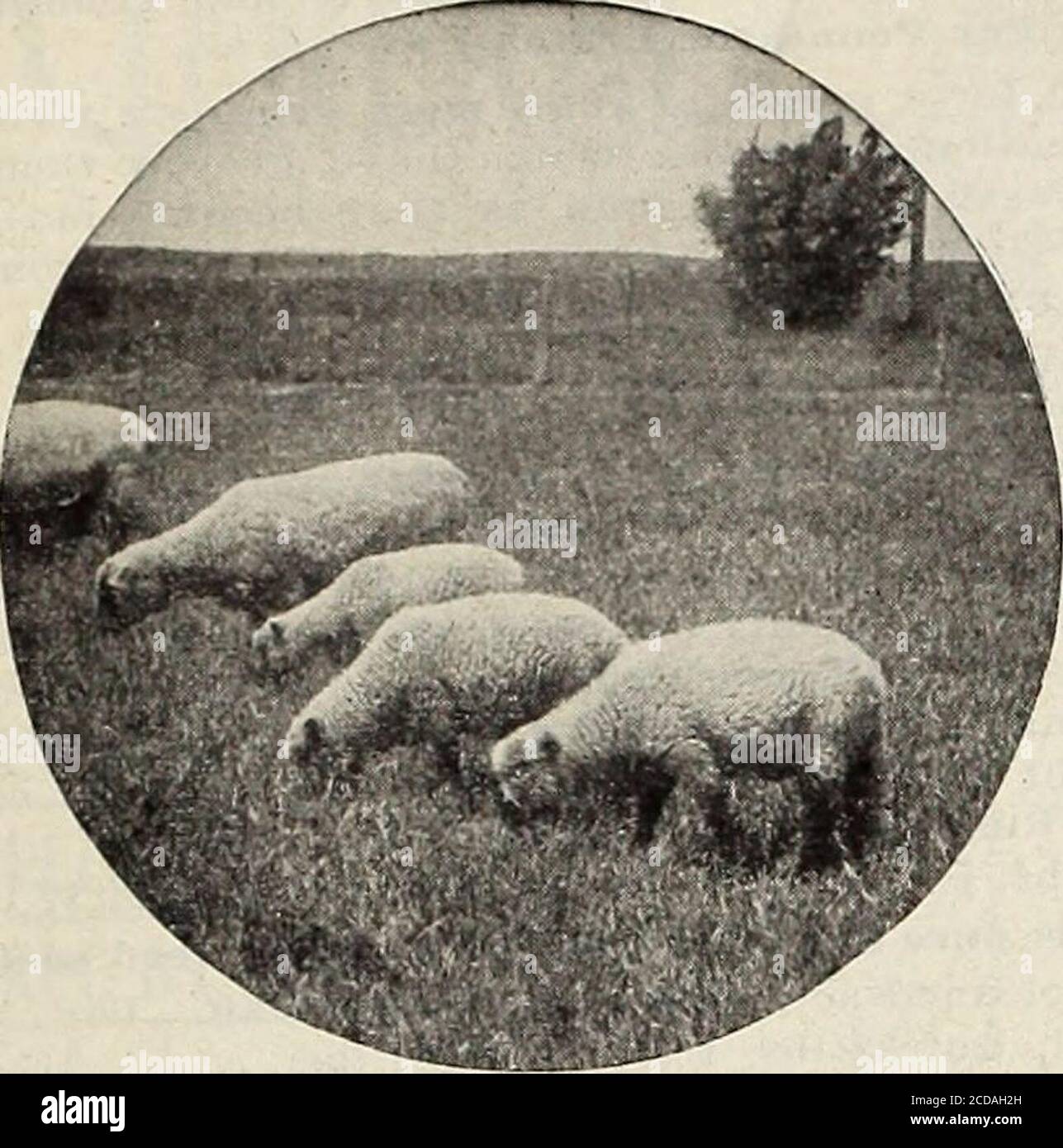 . Farm and garden annual : spring 1913 . lish Rye Grass.Italian Rye Grass,Orchard Grass, Sheeps Fescue,Timothy,Red Clover,Alsike Clover.White Clover, e from July to the end Sow 20 lbs. per acre.Cost per acre. .$3.25 50 lbs. lots 7.50 100 lb. lots 15.00 No. 4. Hog Pasture Grass and Clover Mixture. This mixture is composed of varieties that will give thequickest and best results. A sowing made in the early springwill furnish a grand and luxuriant pasture by July of thesame year. No hog raiser should be without an acre or twoof this. Crimson Clover, Italian Rye Grass,Mammoth Clover. Alsike Clover Stock Photo