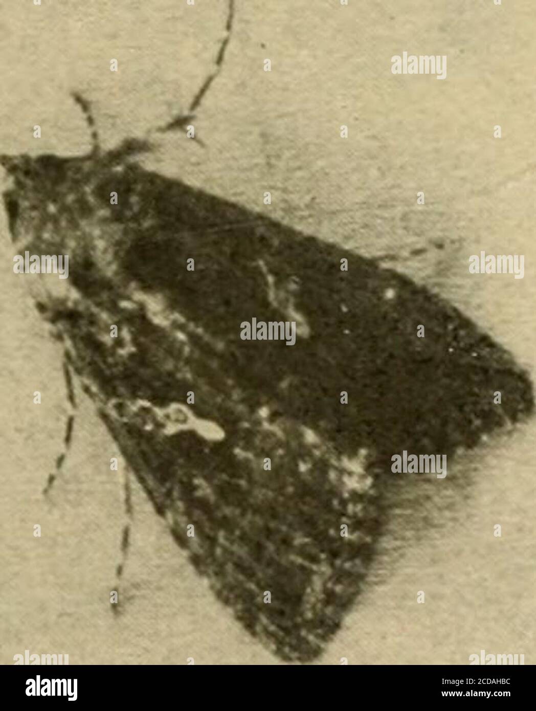 . Insect pests of farm, garden and orchard . Fig. 263.—The cabbage looper moth at rest from side and from above—natural size. sticker (page 46) to be very effective. Arsenate of lead is moreadhesive and is therefore superior for cabbage, but will be improvedby the addition of the sticker. The Cross-striped Cabbage Worm *Throughout the Southeastern and (lulf States the cater-pillar of a native moth, known as tlu^ Cross-striped Cabbage Worm, * Evergpstis rimosalis (iuen. Family Pyralidcr.Bulletin 33, n. s., Div. Eut., U. S. Dept. Agr., p. 54. See F. H. Chittenden, 364 INSECT PESTS OF FARM, GARDE Stock Photo