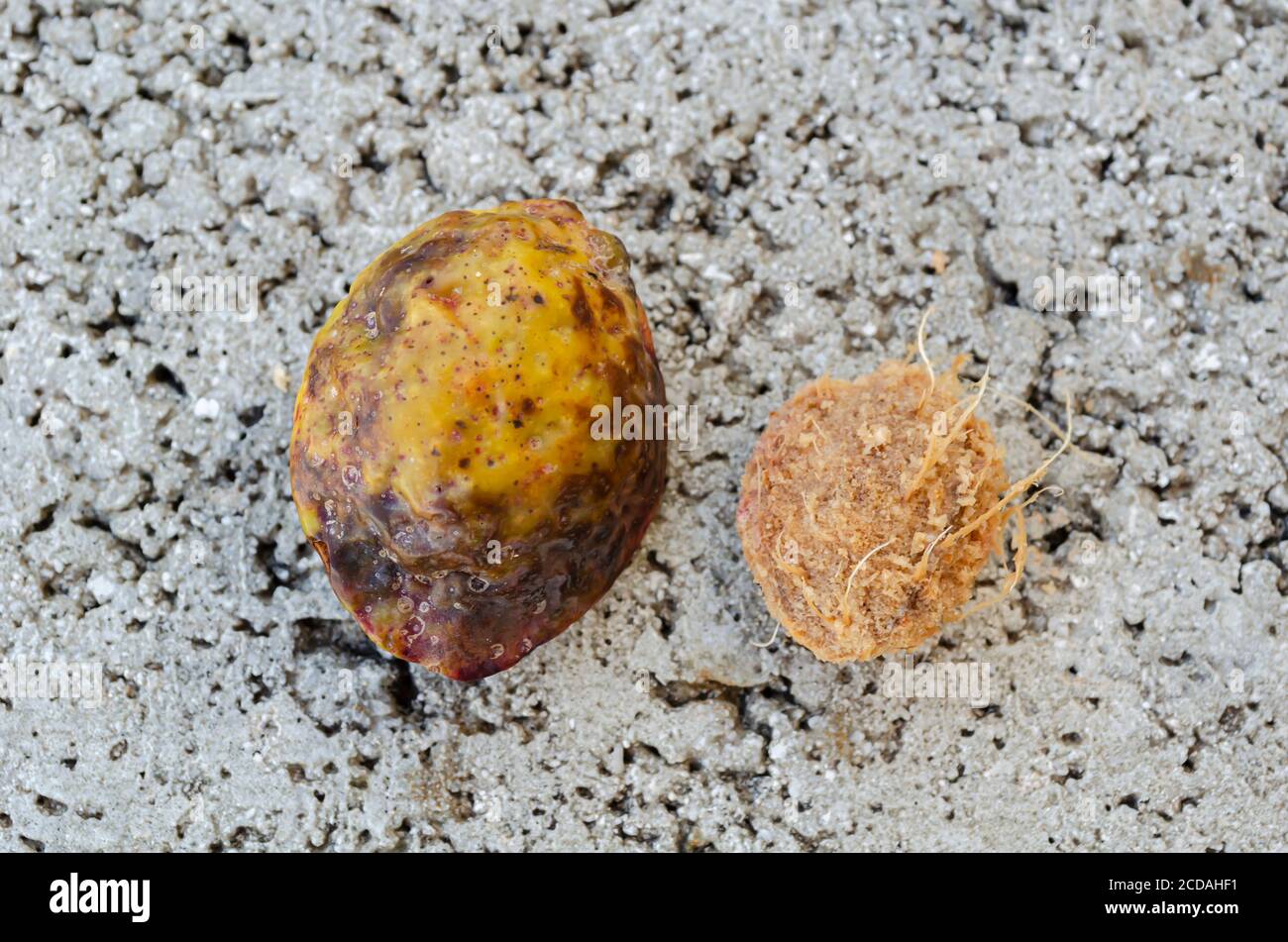 Ripe Terminalia catappa Almond And Seed Stock Photo - Alamy