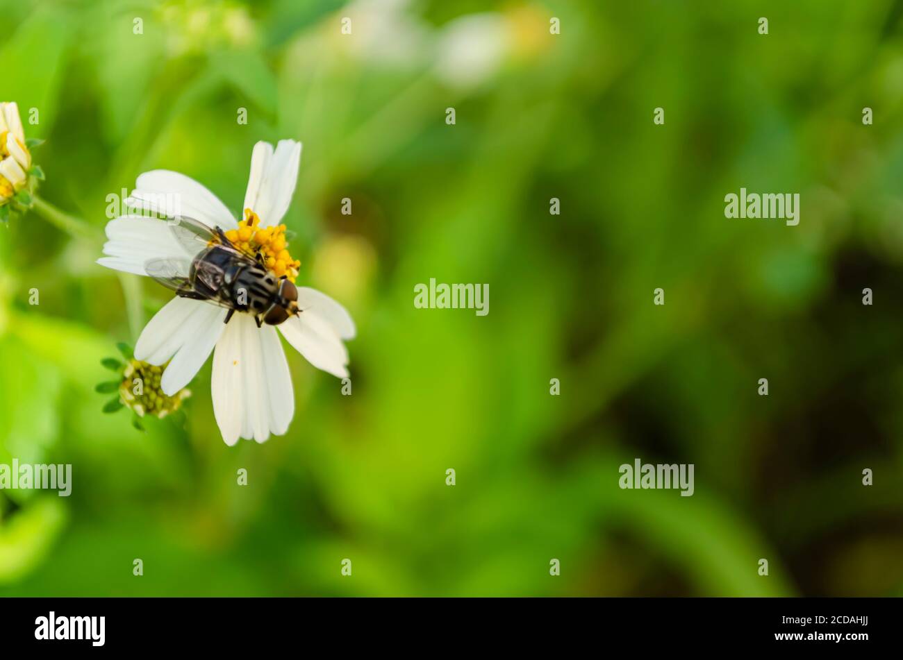 Back Of Fly On Spanish Needle Stock Photo