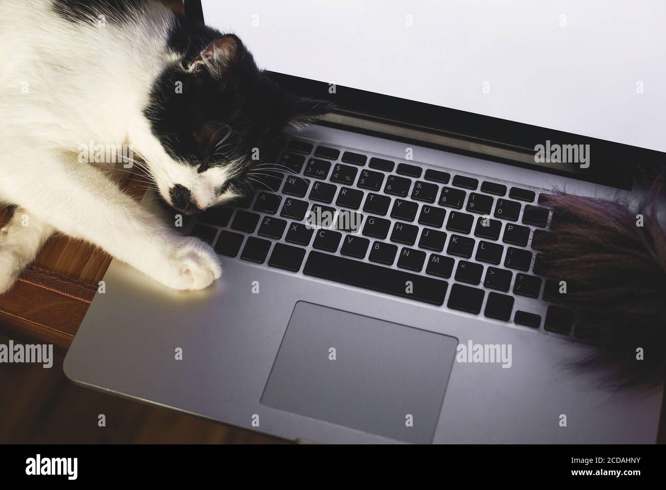 Cute cat sleeping on laptop keyboard. Home office concept, remote work