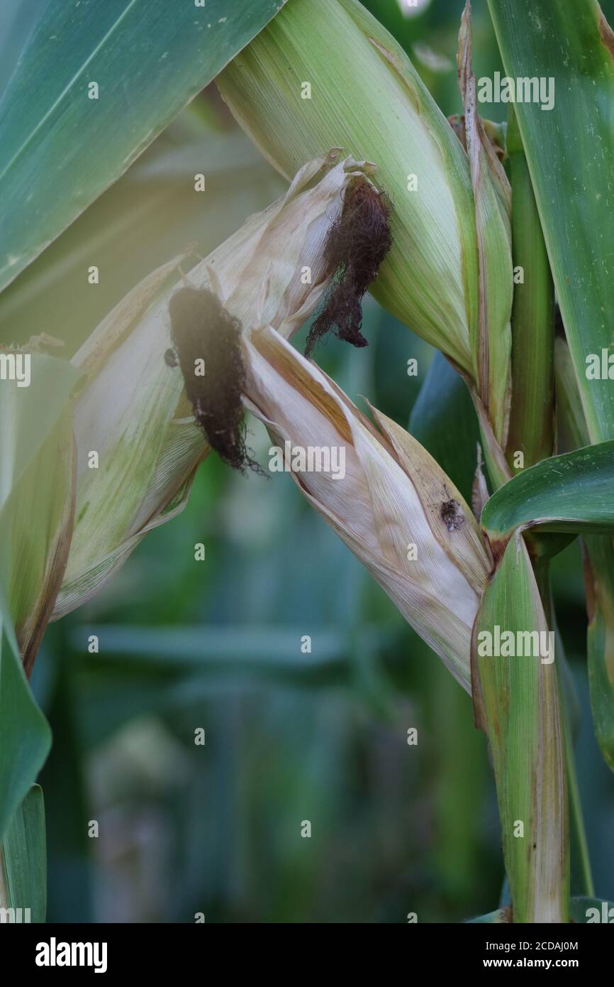 Vertical shot of cobs of corn in a field with closed up ears Stock Photo