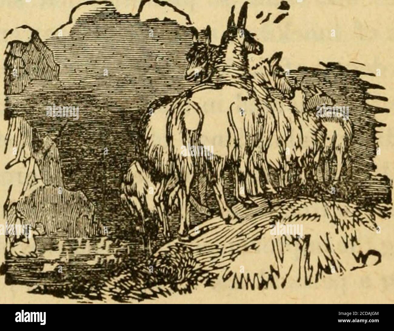 Wild scenes of a hunter’s life; . on, and partly from the spon