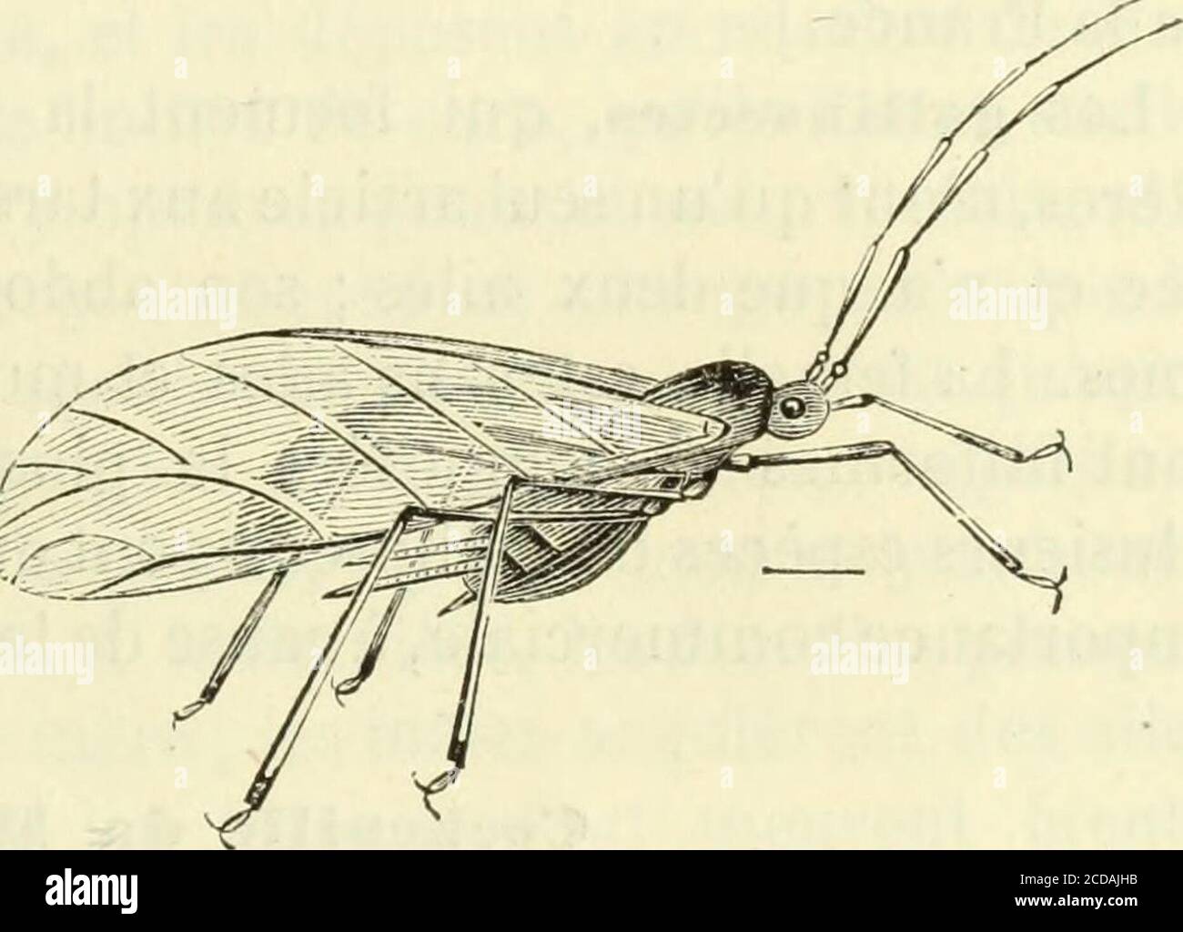 Insectes singuliers hi-res stock photography and images - Alamy