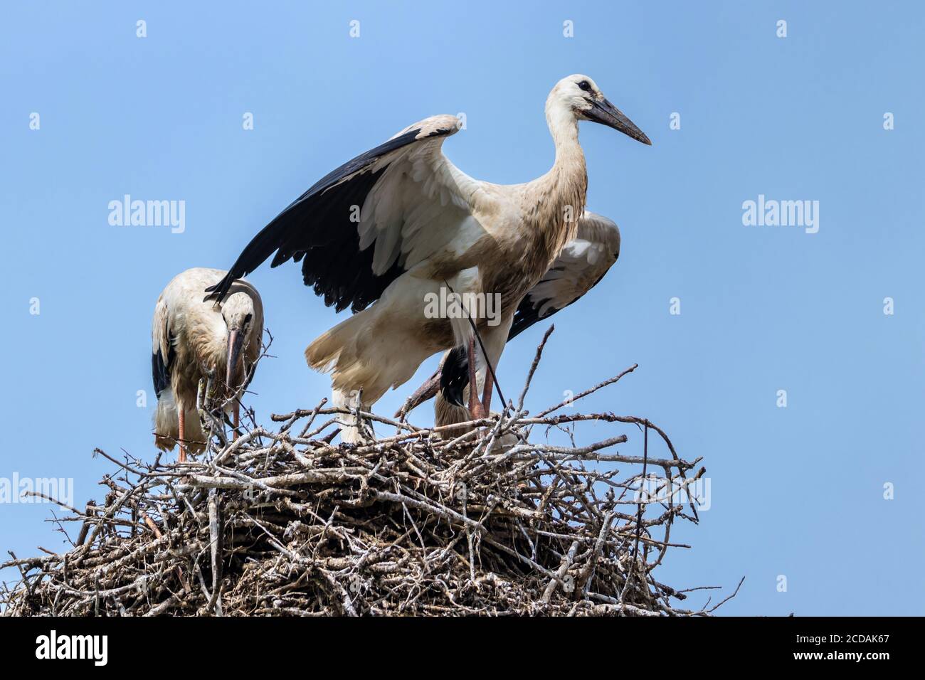 European white stork breeding babies before migration in their nest Stock Photo