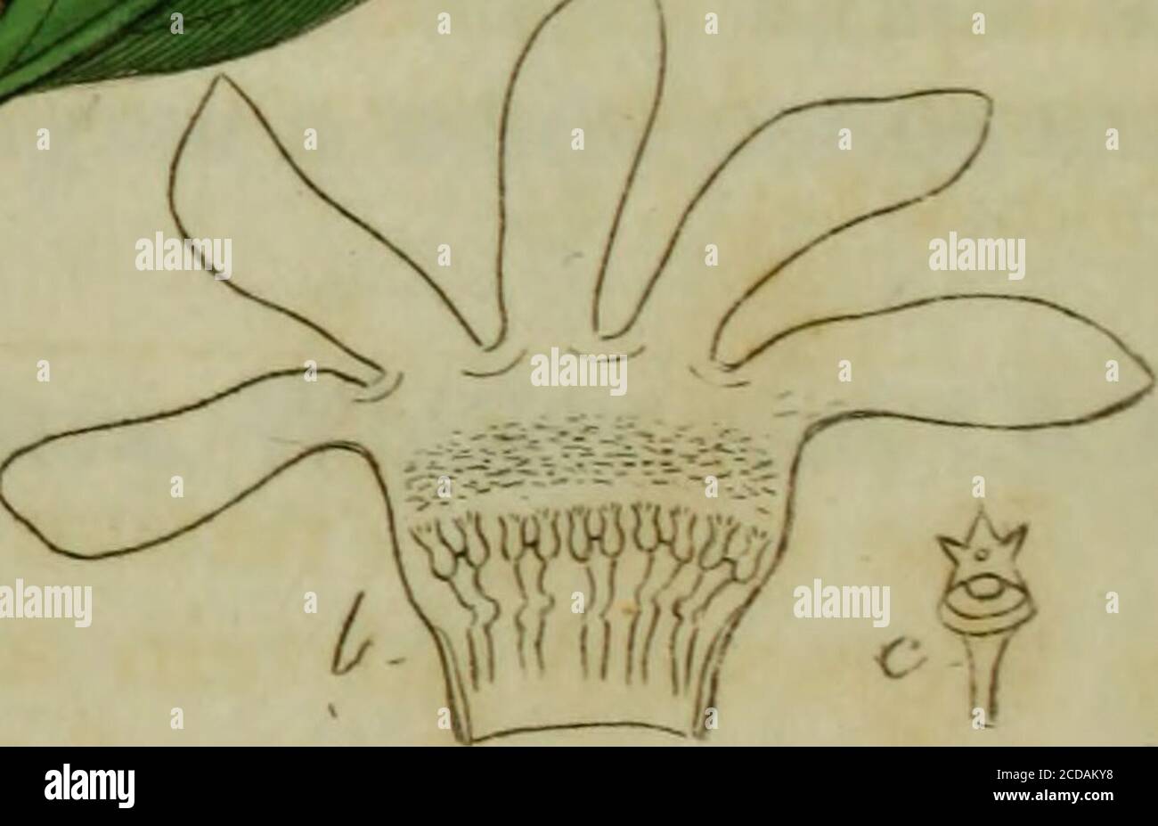 . The Botanical register consisting of coloured figures of . Boston i uouo 301 VINCA herbacea.Hungarian Periwinkle. PENTAXDriA MOXOGYNIJ. Nat. ord. ApocYXE.Ti;. Jussiea gen. 143. Div, I, Germen duplex.Fructus bifoJlicularis. Seniina non papposa. VJNCA. (Contorta), Cnl. .3-partitus persistens. Cor. hypocrateri-formis tubo longo, fauce 5-gona, liinbo piano obtuse 5-lobo. Anth. mem-branacea?. Stj/fus 1; ^^/o-. urceolatum et subtus peltato-orbiculntum. Folliculi erecti conniventes oblongi arigusti; sem. oblonga, nuda. Suffrutices(rariua herhcE), quidam non lactesceiiteSy quidam cav.libiis diffusis Stock Photo
