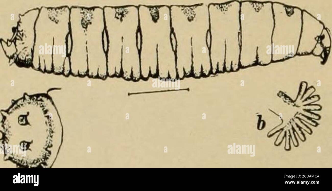 Insect Pests Of Farm Garden And Orchard Until After 0vft V Have Ovi P Gt Fjt Gt V Ill Escape L F Gt U R Gt 352 Insect Pests Of Farm Garden And Orchard St Ar A Insect Pests Of Farm Garden And Orchard Until After 0vft V Have Ovi P Gt Fjt Gt V Ill Escape L F Gt U R Gt 352 Insect Pests Of Farm Garden And Orchard St Ar A