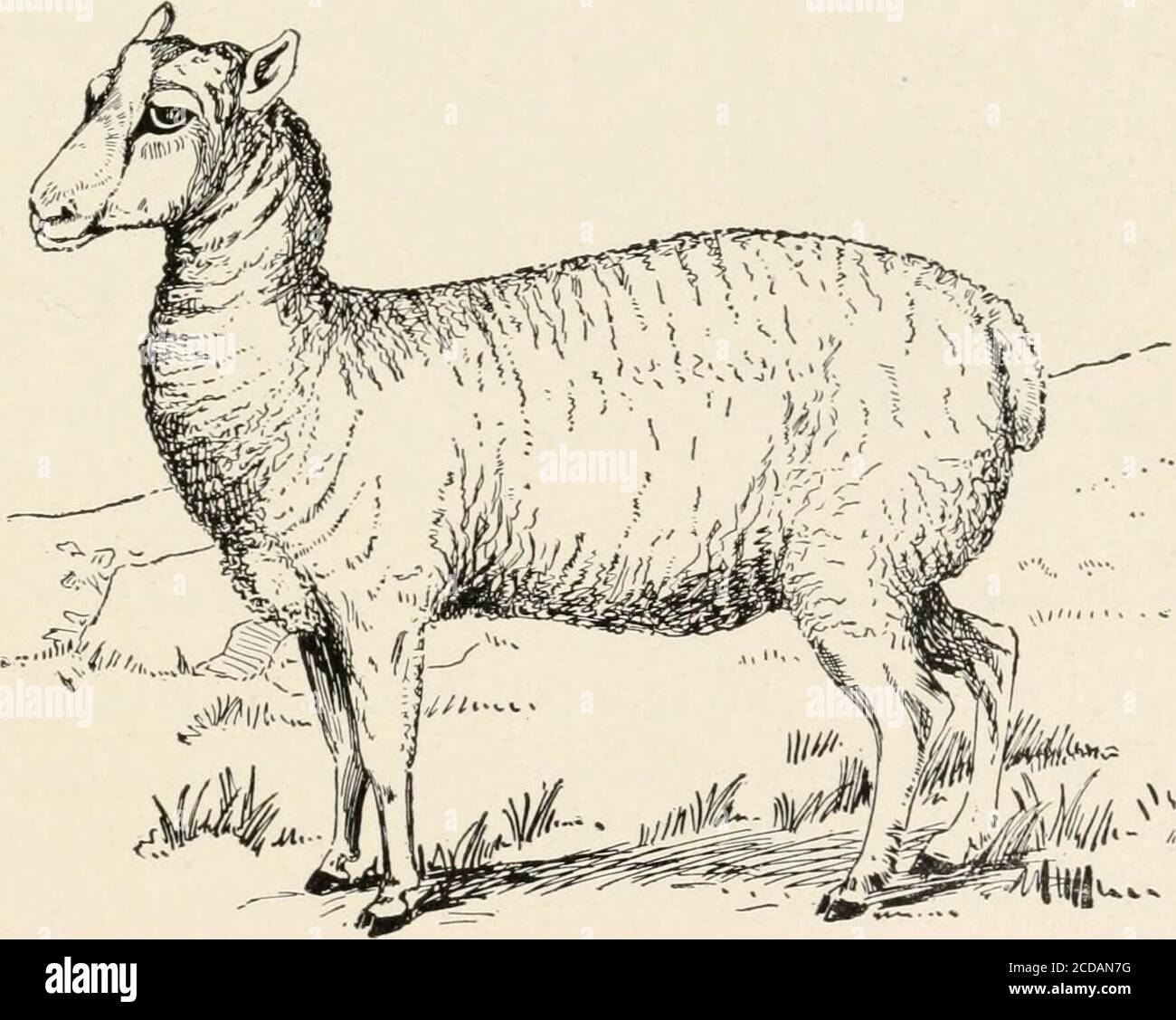 Evolution and animal life; an elementary discussion of facts, processes,  laws and theories relating to the life and evolution of animals . FIG.  48.—Typical Dorset ewe, horned. (After Shaw.). FIG. 49.—Polled