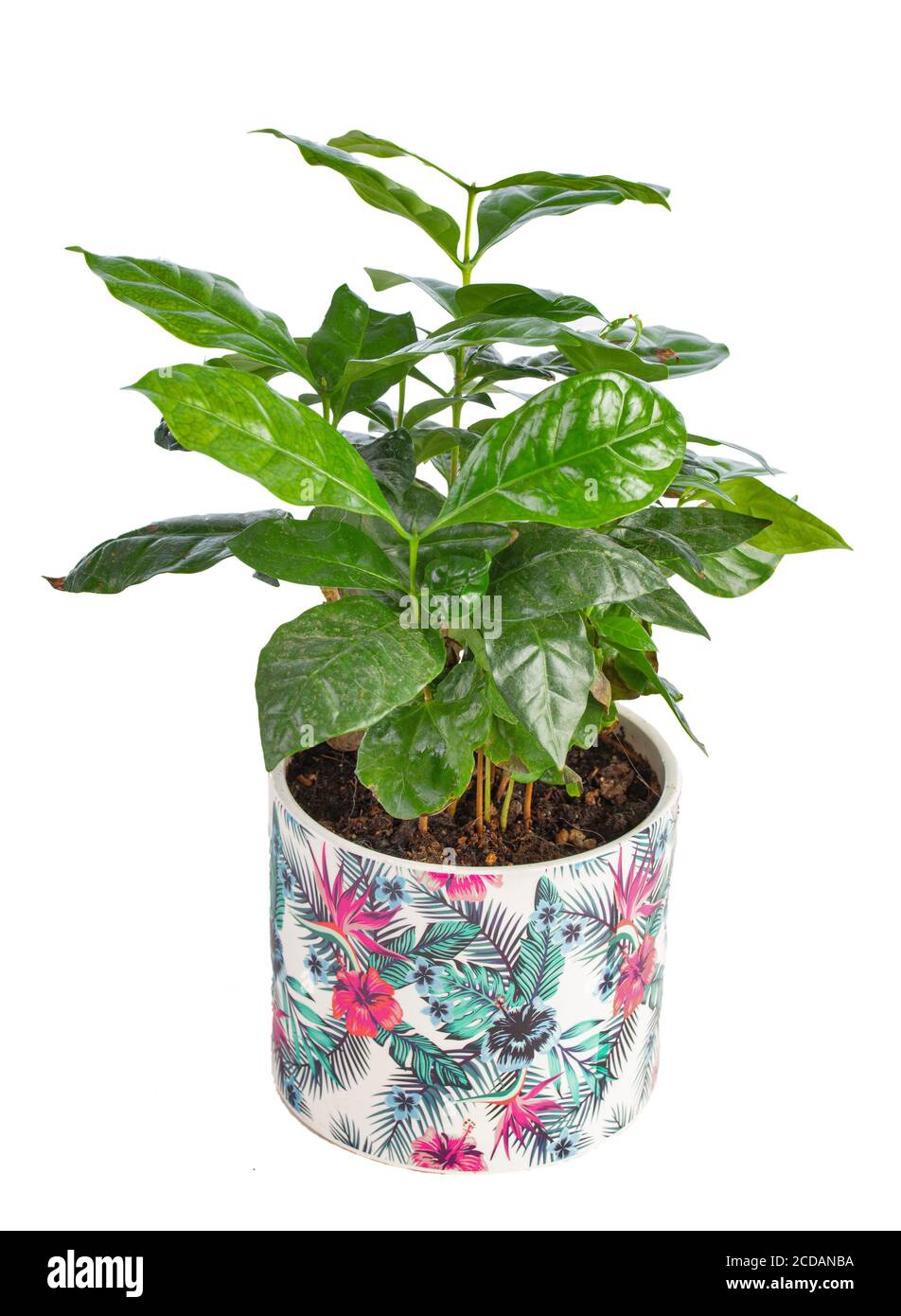 Coffea arabica, coffee plant in a flower pot on white background Stock Photo