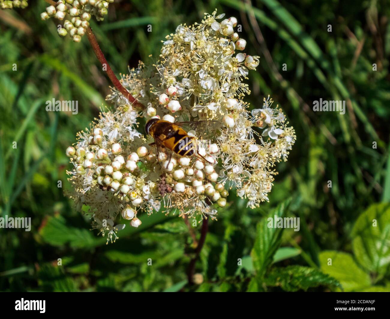 Image of a fly sitting on white flowers of elderberry. Stock Photo