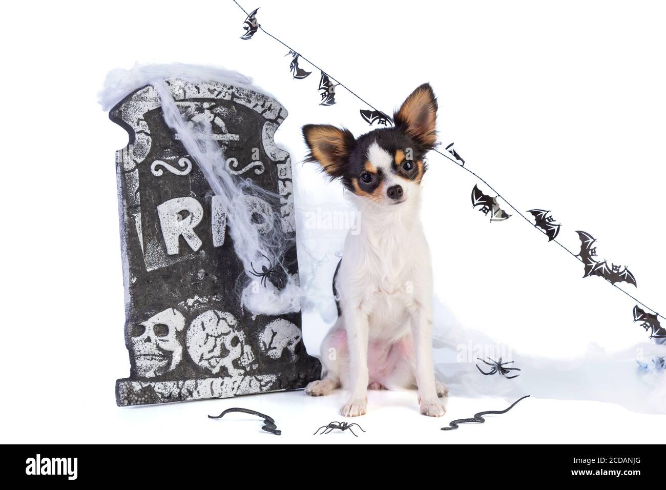 chihuahua to Halloween with tombstone decor on white background Stock