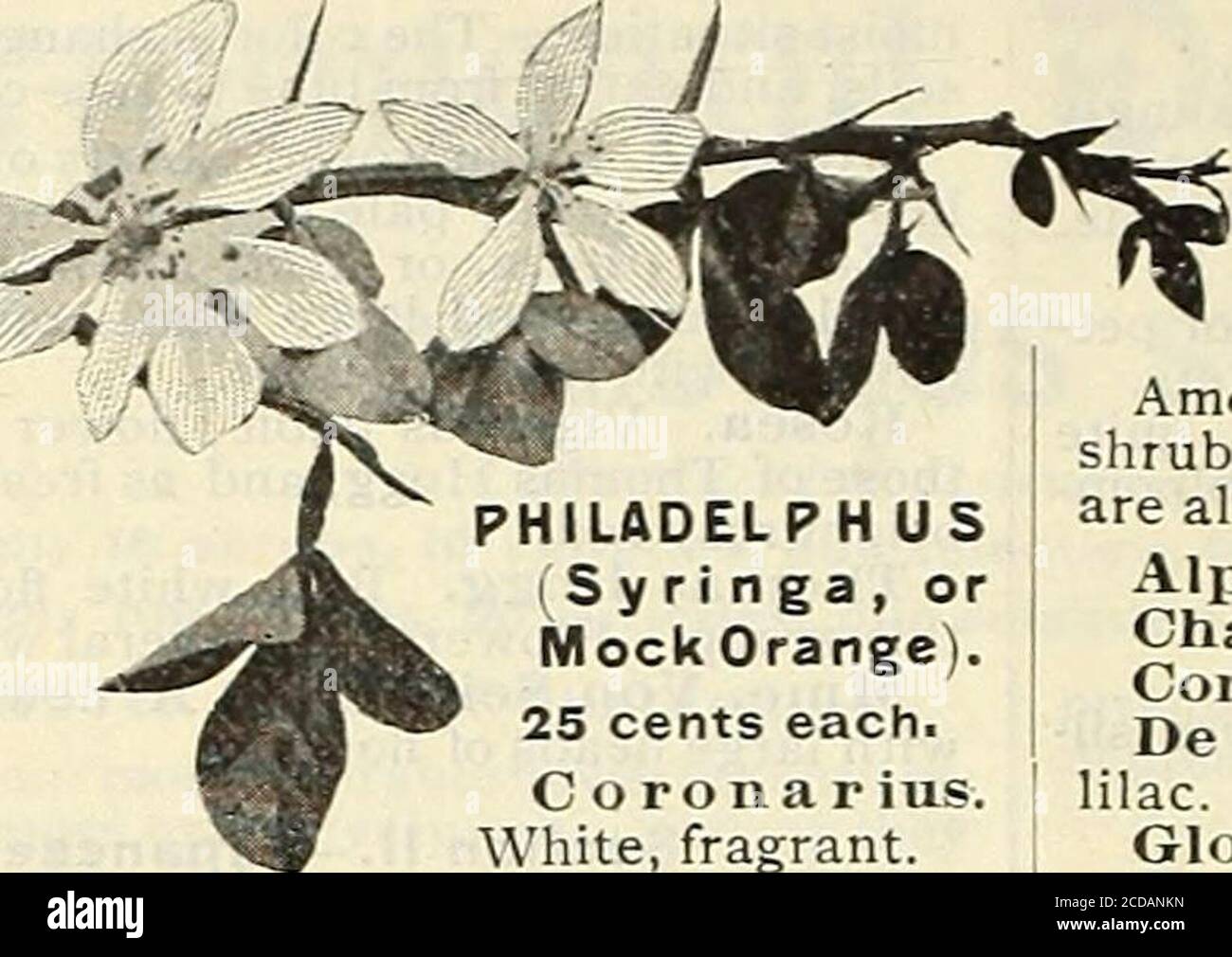 . Fruit and ornamental trees, roses, etc . Ml. LIMONIUM TRI- FOLIATUM.(From photograph atFruitlands ) LADELPH USringa, ork Orange),nts each,o n a r ius.fragrant.Dianthiftorus. Semi-double.Gordonii. White, large ; bloomslate. Grandiflorus. Very large flowers. Multiflora plcena. Flowerswhite, double, fragrant. Primulseflora. Flowers white,semi double. Rosseflorus pi. Double. PUNICA GRANATUM. (Pomegranate.)25 cents each.Alba. Double white.Liegrelli. or Variegata. Double-flowering, variegated ; very handsome.Rubra. Double red. PYRUS SALICIFOLIUS (Willow-leaved Pear). Of medium growth and weeping h Stock Photo