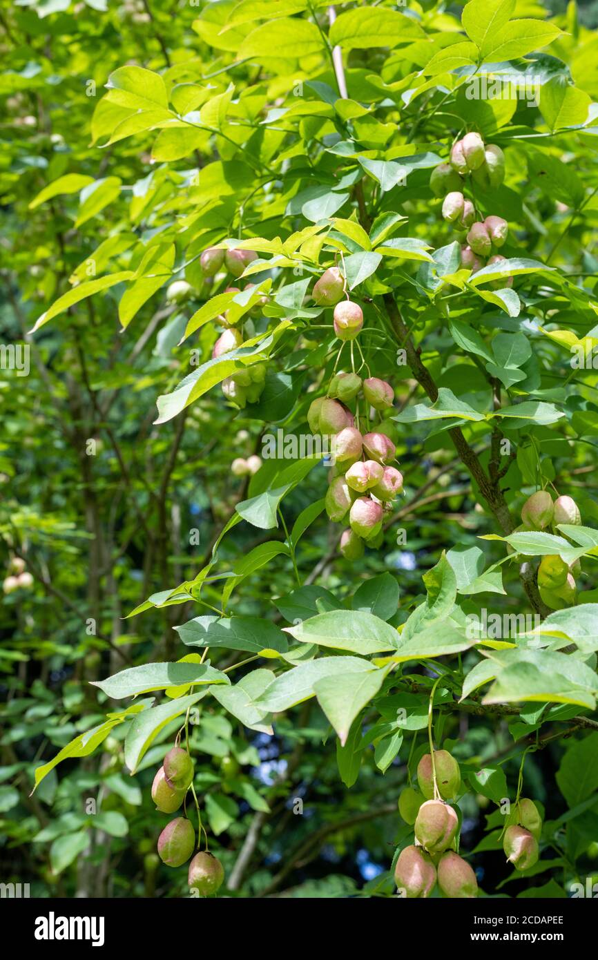 Close up of fruit on a bladder nut (staphylea pinnata) tree Stock Photo