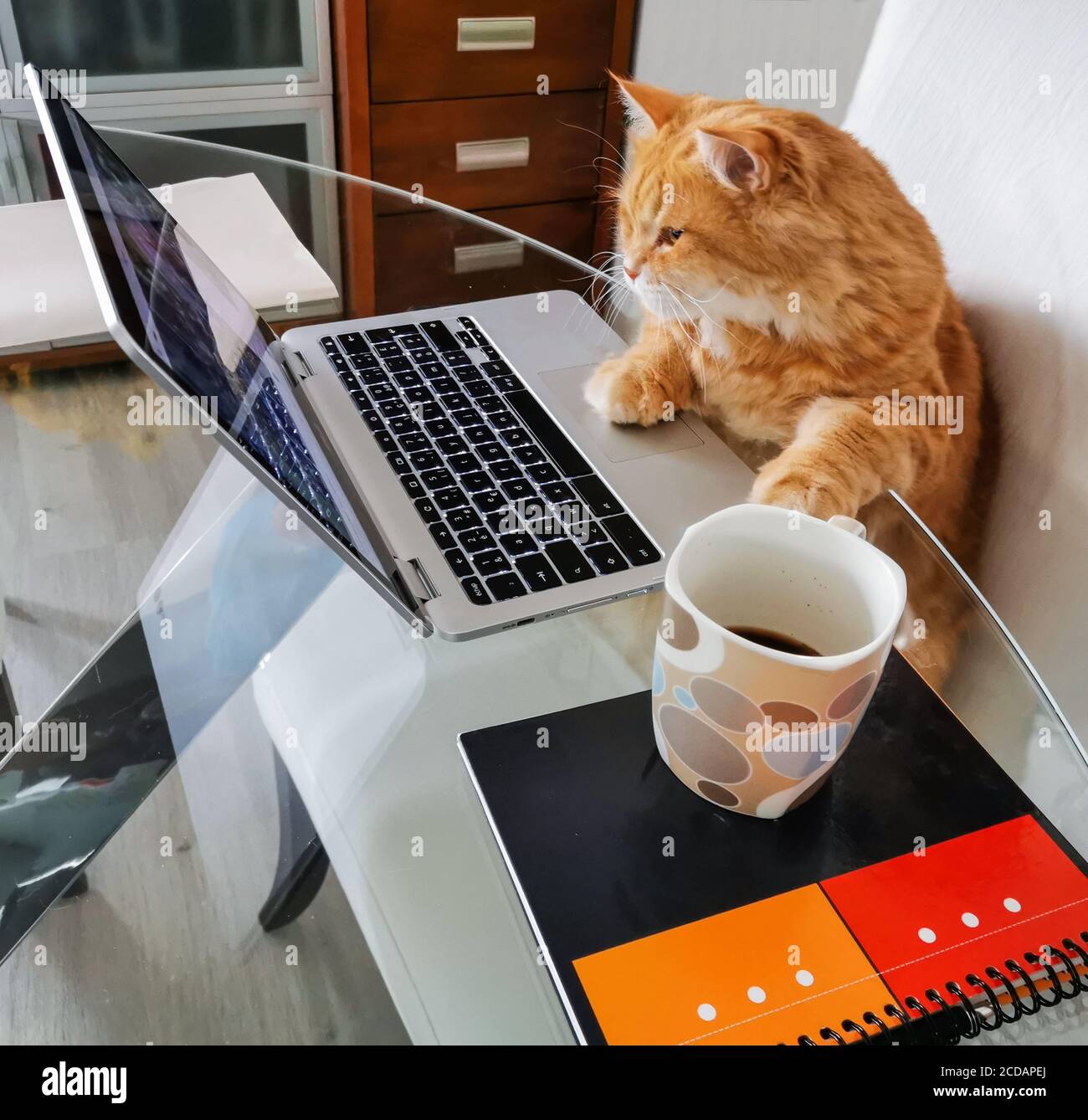 cat surfing on internet in its comfortable chair Stock Photo