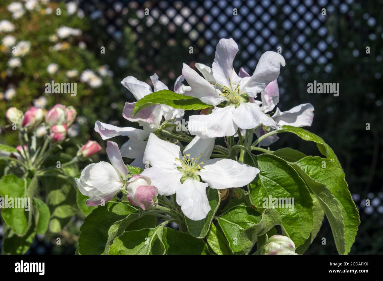 Blooming flower from granny Smith apple dwarf tree from France Stock Photo