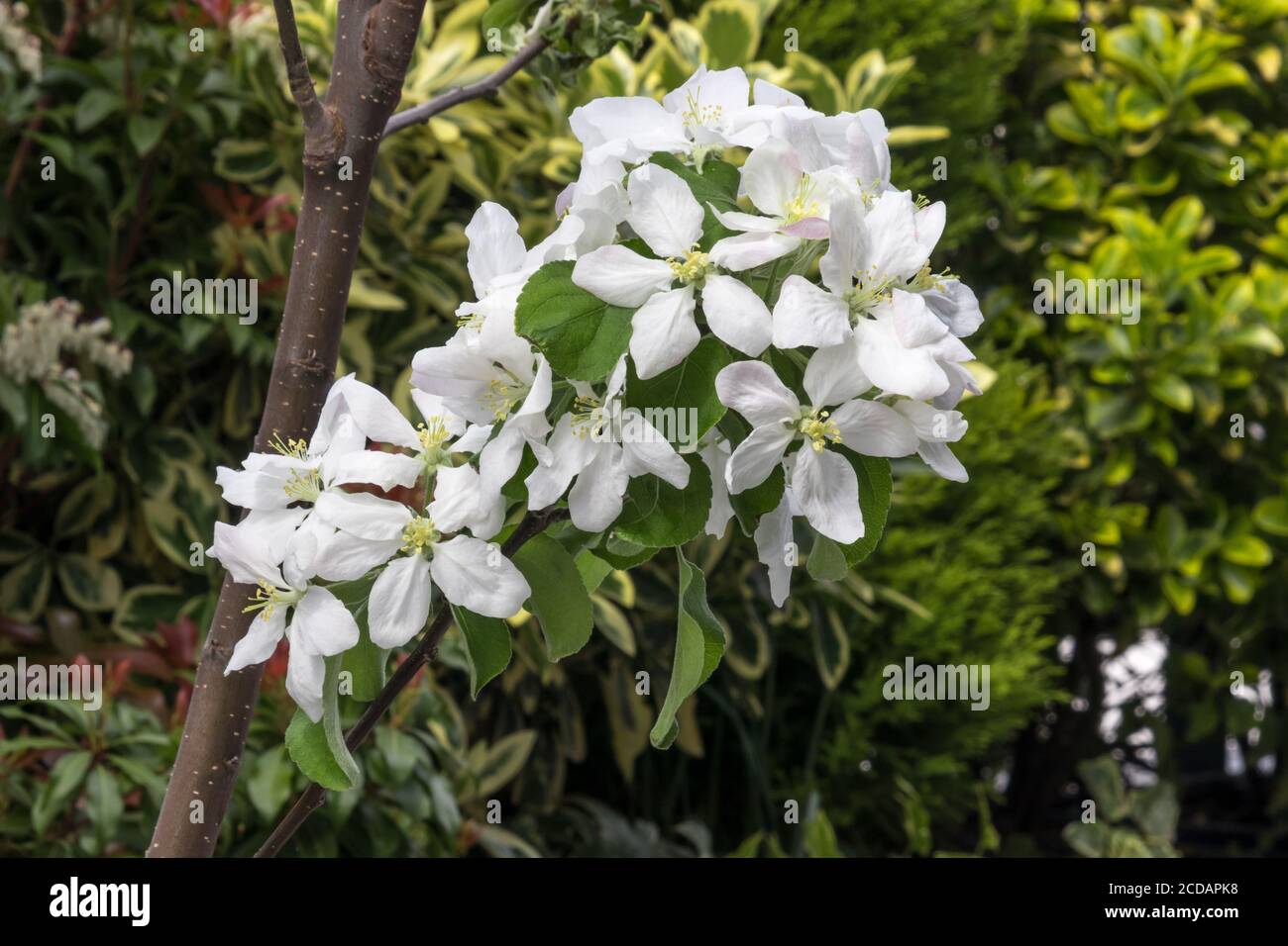 Blooming flower from granny Smith apple dwarf tree from France Stock Photo Alamy