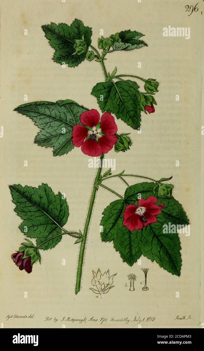 . The Botanical register consisting of coloured figures of . hhfurm, tWce longer than thepetioles or more, bent in an obtuse angle a Uttle below theflower, other^ise quite straight, uprightly spreading. Flowersnutant. nearly an inch in diameter, of a pale flesh colour,marked above the base with 5 radiant crimson spots. Outercalj/x 7 shorter than the inner. 3-4-leaved, stellately campa-nulate, leaflets narrow linearly subulate slightly channelledfurred; inner one half fivecleft, stellately furred, twice shal-lower or more tlian the corolla, segments ovately acuminated.Corolla campanulately rot Stock Photo