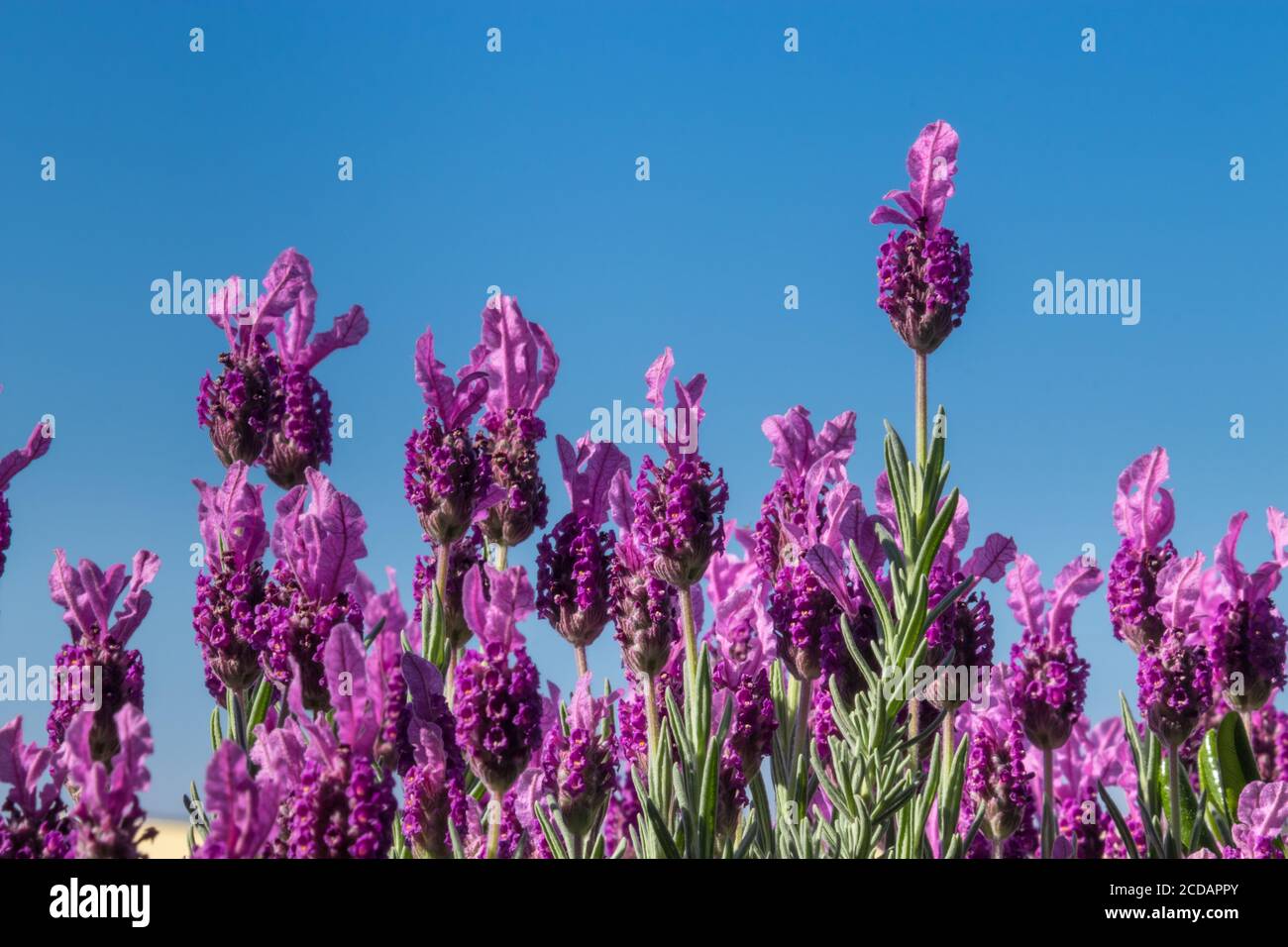 European lavender and its purple blooming flowers Stock Photo