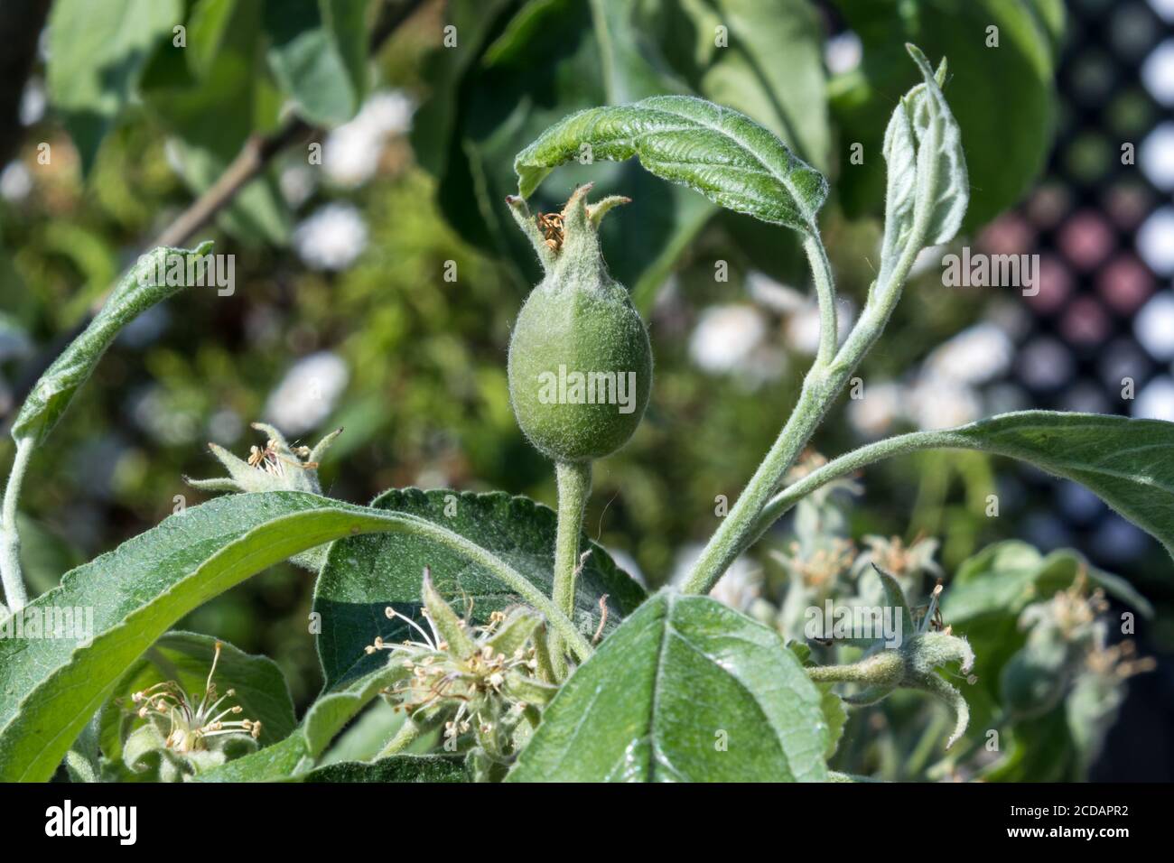 Blooming flower from granny Smith apple dwarf tree from France Stock Photo Alamy