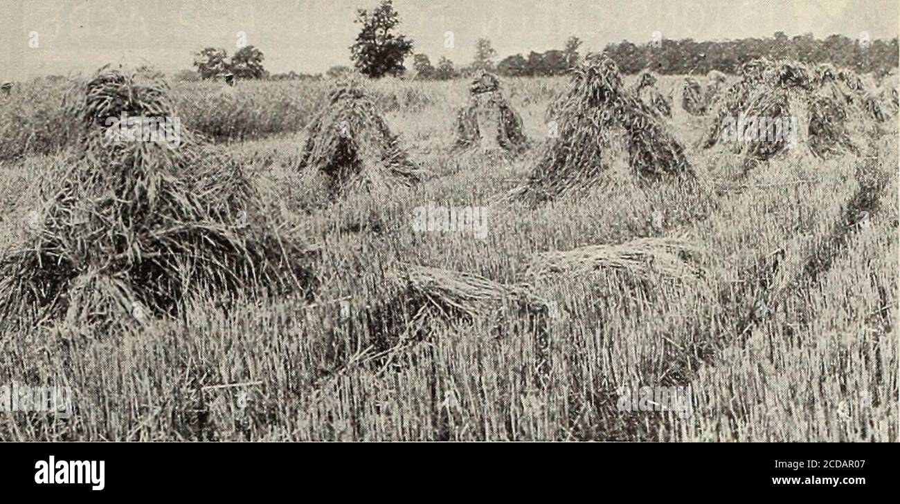 . Farm and garden annual : spring 1913 . 5; 5 to 10 bushels at $1.60. | CHAMPION BEARDLESS BARLEY. A remarkably heavy cropping Barley. Equal in feeding quality to any of the bearded sorts. It is Iearlier than the bearded sorts, better for feeding and easier to handle. Peck 45c; bushel $1.50; 5 to 101bushels at $1.45. SUNFLOWER. Large Russian—Single heads measure 15 inches across anS contain an immense amount of seeds whichlare highly prized by poultry raisers. Oz. 5c; 1 lb. 10c (by mail 20c per lb.); 4 lbs. for 30c; 100 lbs. $6.50. WILD RICE. Zizania Aquatica^The Seed should be sown during Sep Stock Photo