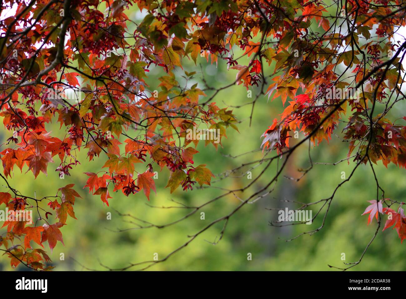 Close up of red leaves on a Japanese maple (acer japonicum) tree Stock ...
