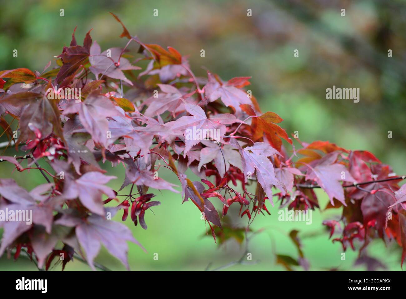 Japanese Purple Maple Tree High Resolution Stock Photography and Images ...