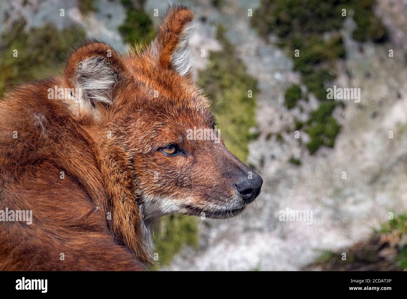 Asiatic wild dog (dhole), profile Stock Photo