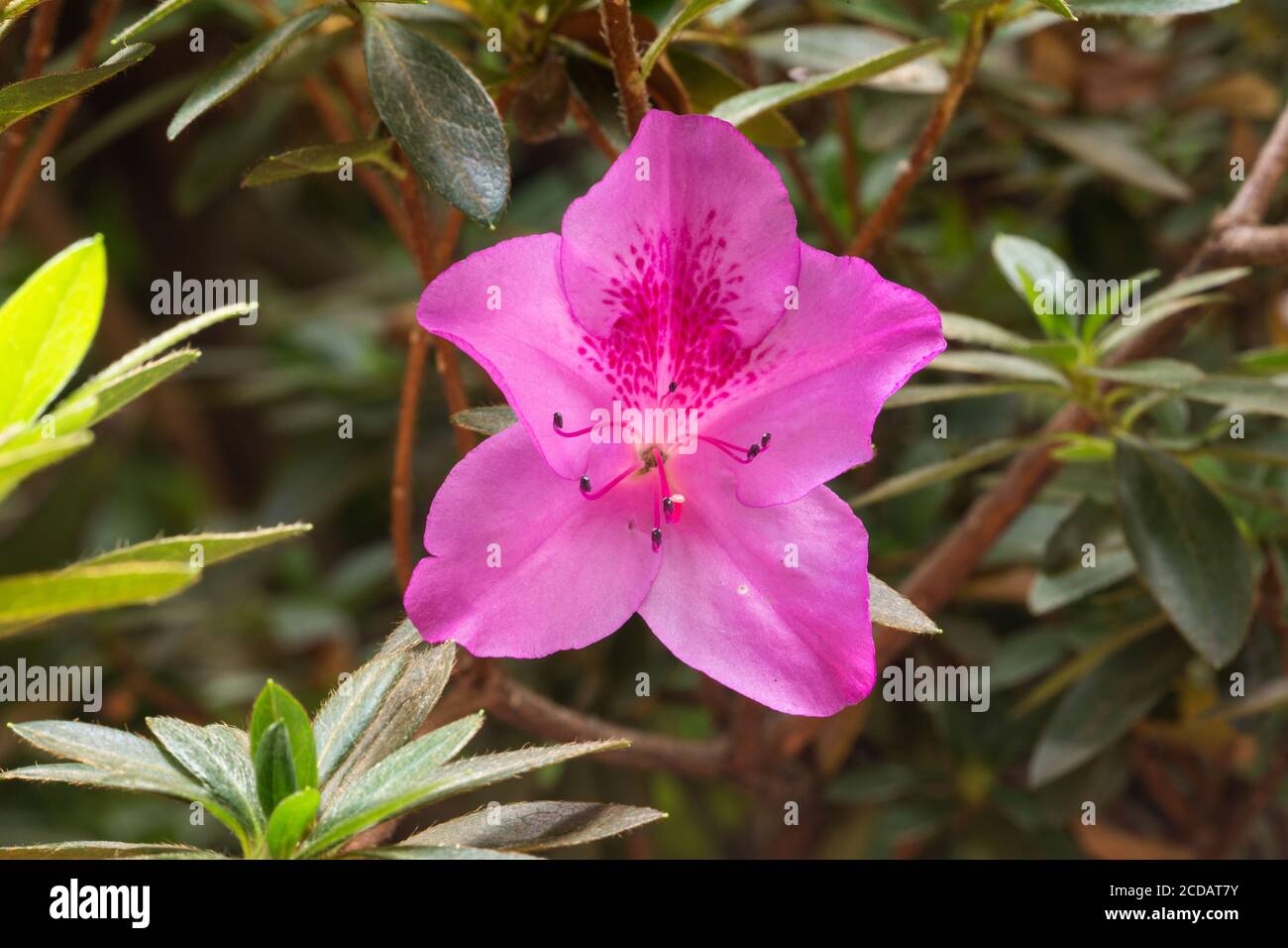 A 'George Taber' azalea, Rhododendron indica, in bloom in the gardens of the Santo Tomas Hotel in Chichicastenango, Guatemala. Stock Photo